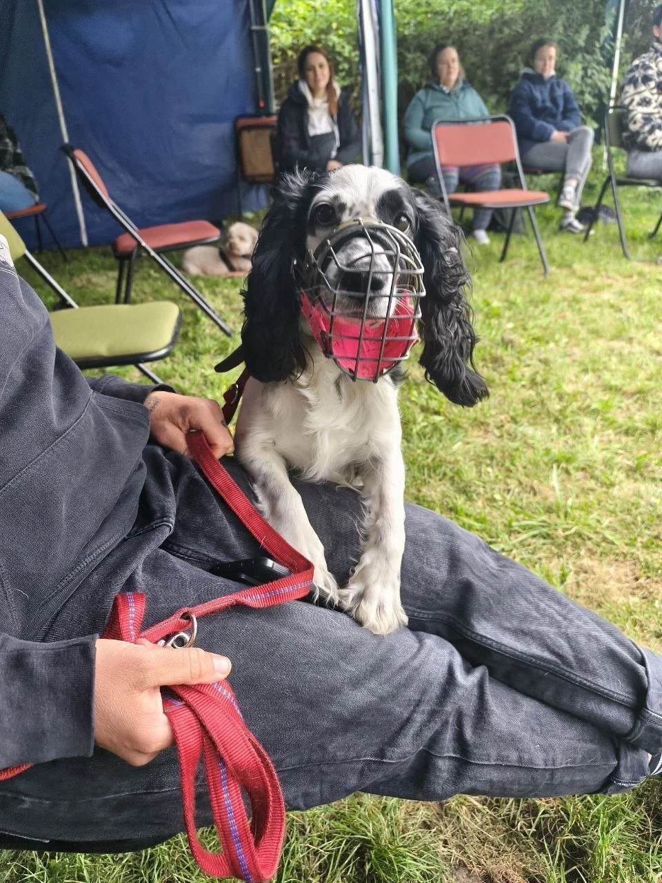 Arbeit mit schwierigen Hunden Berlin.jpg
