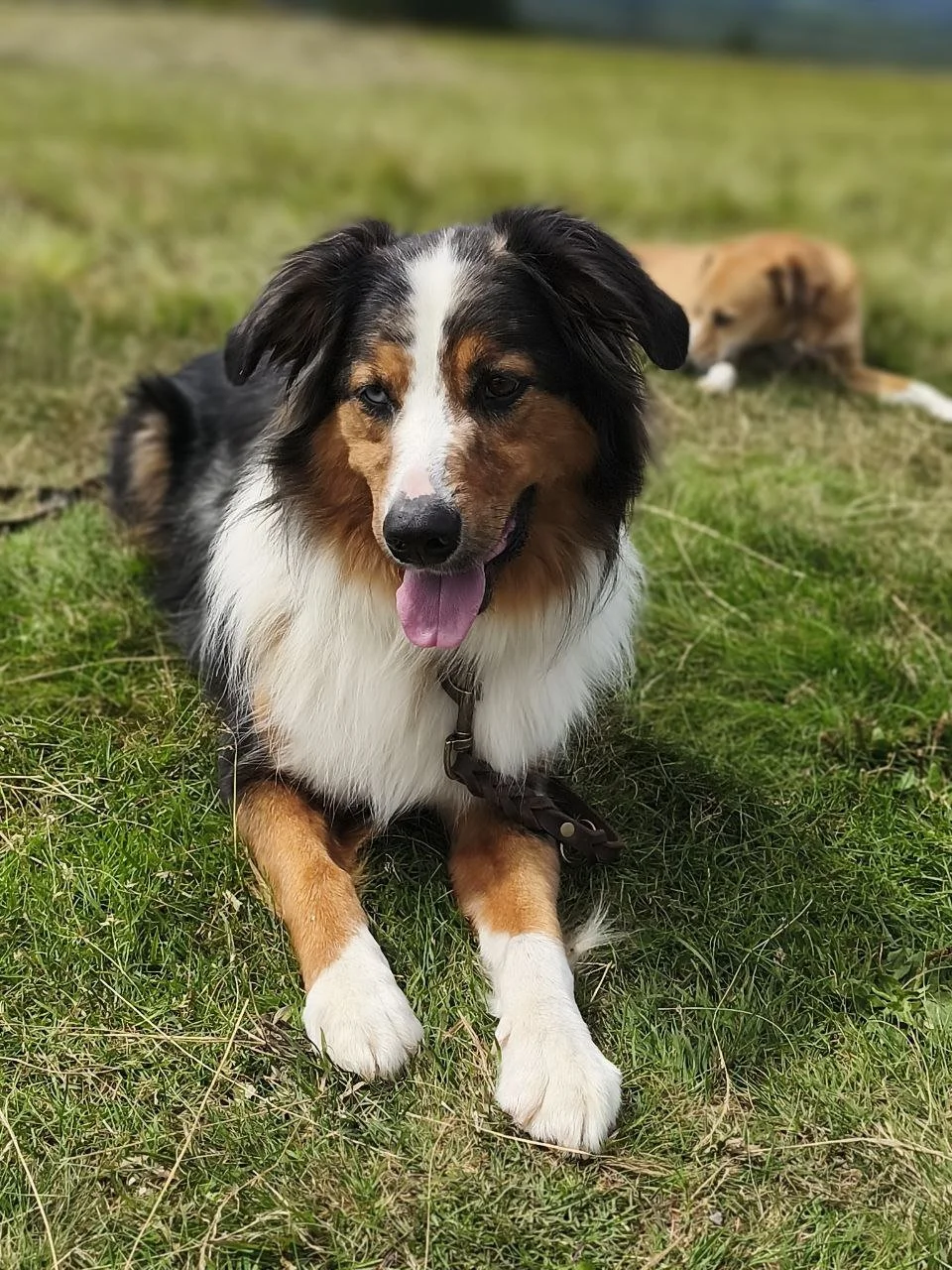 Aussie liegt auf einer Wiese und kommt schwer zur Ruhe. Im Hintergrund liegt ein schlafender Hund.