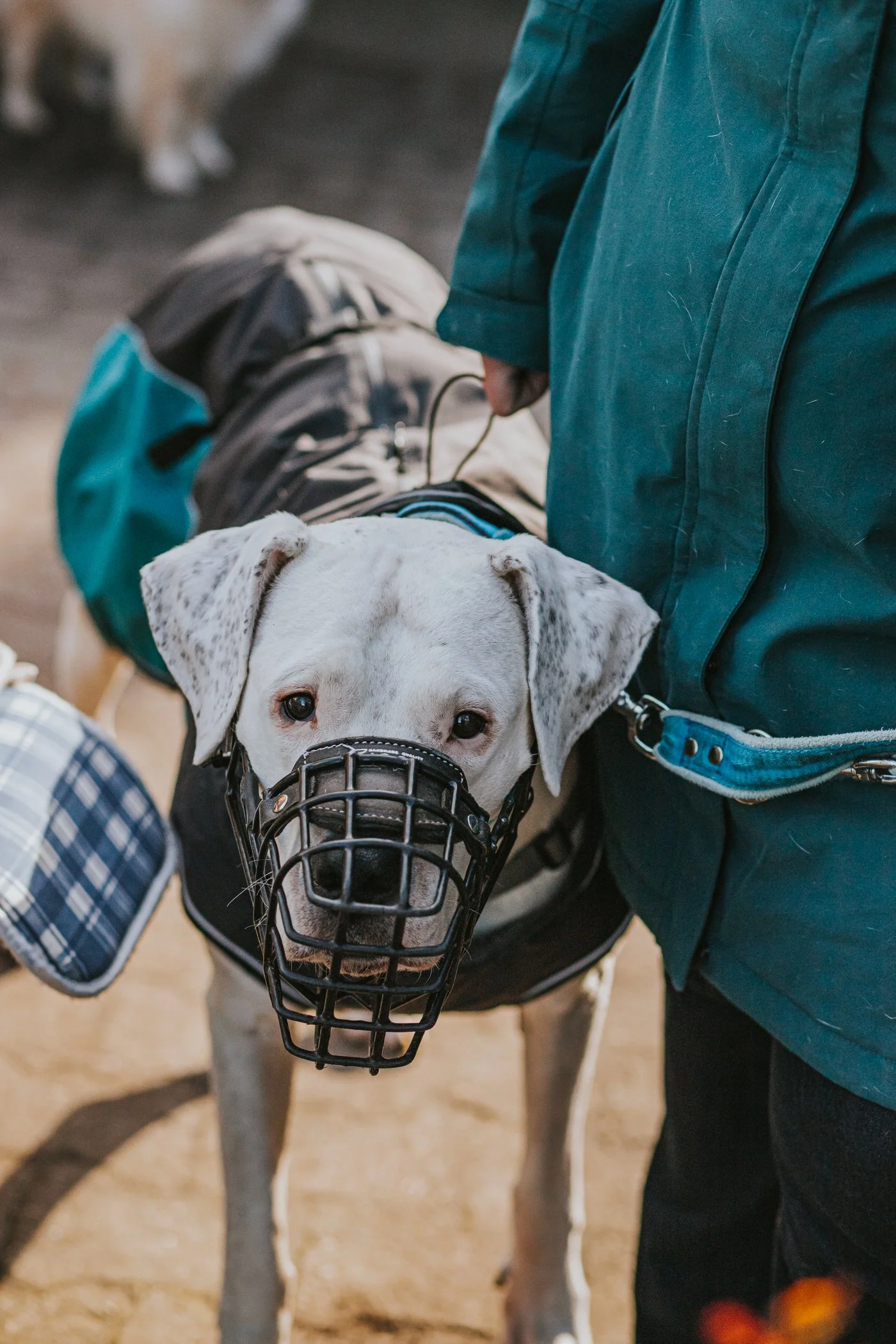 Dogo Argentino Hündin mit Maulkorb neben ihrem Menschen.