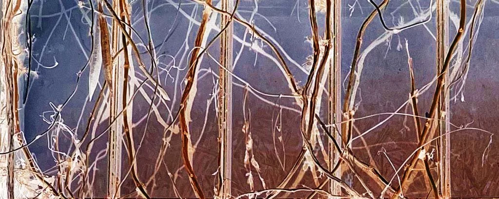 February 
From the Perceptions collection 
Digital artwork