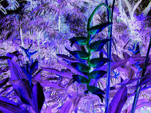 Floral & Botanical 20