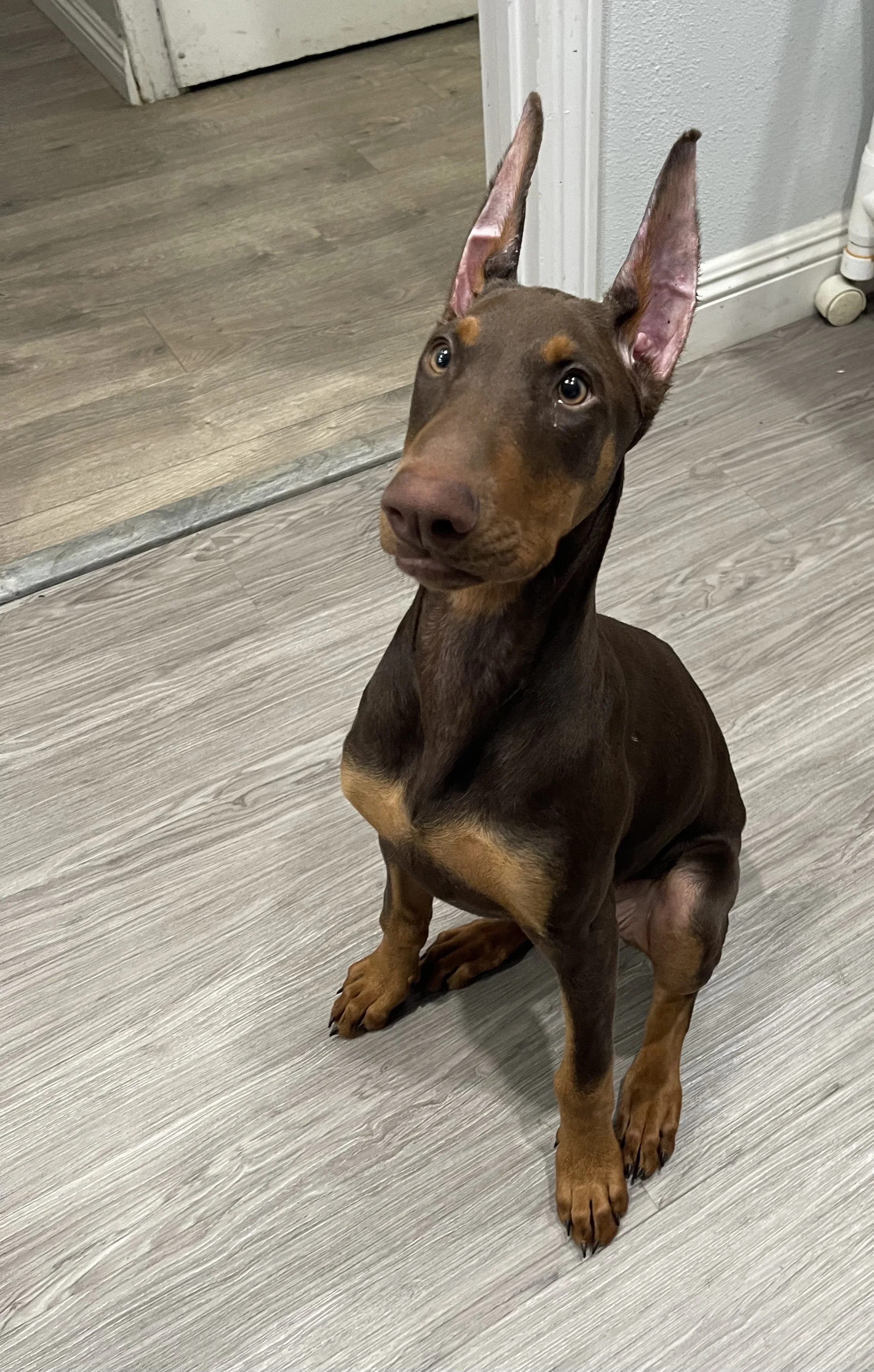 Nala.JPG