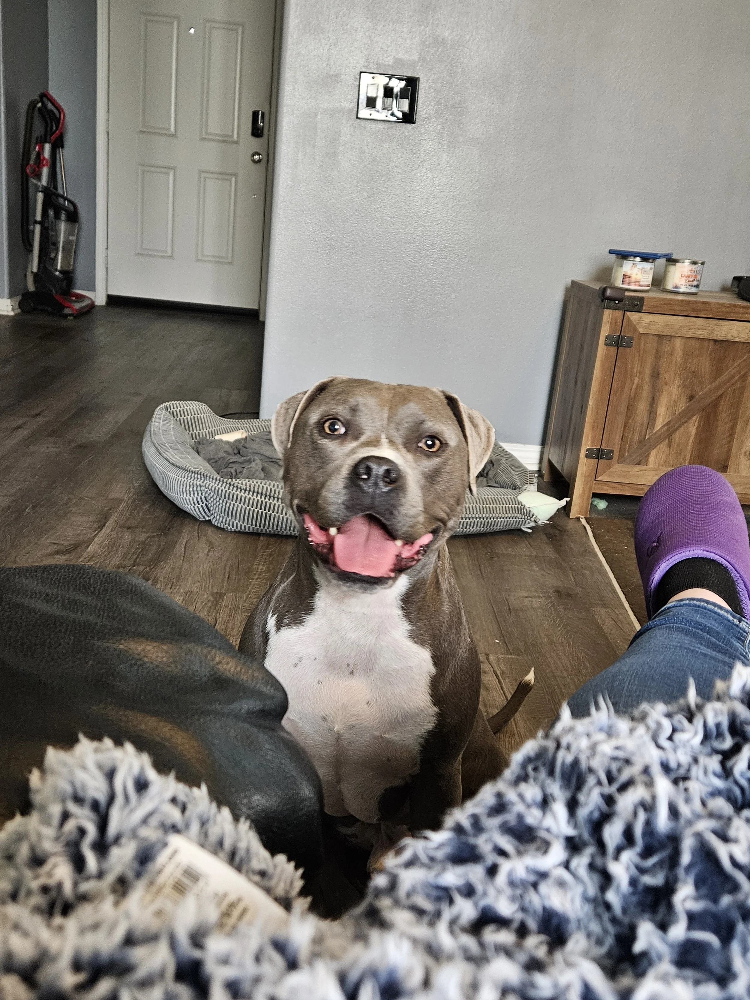 Finn the Blue Pittie.JPG