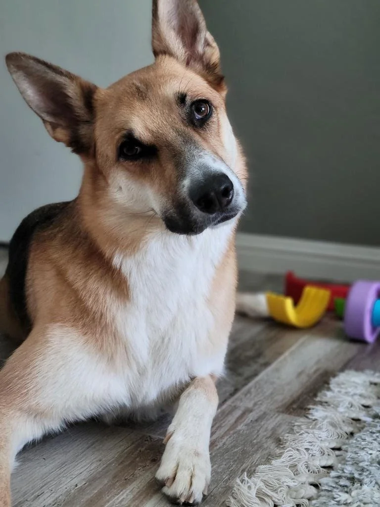 Zoey.jpg