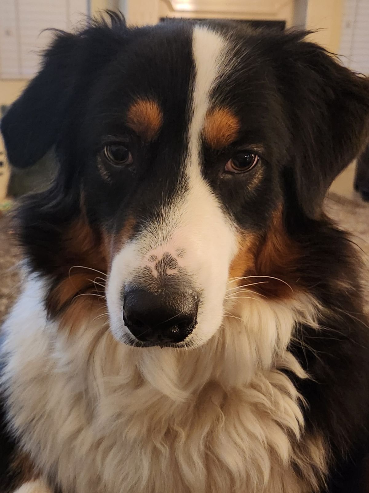 Oliver the Aussie.JPG