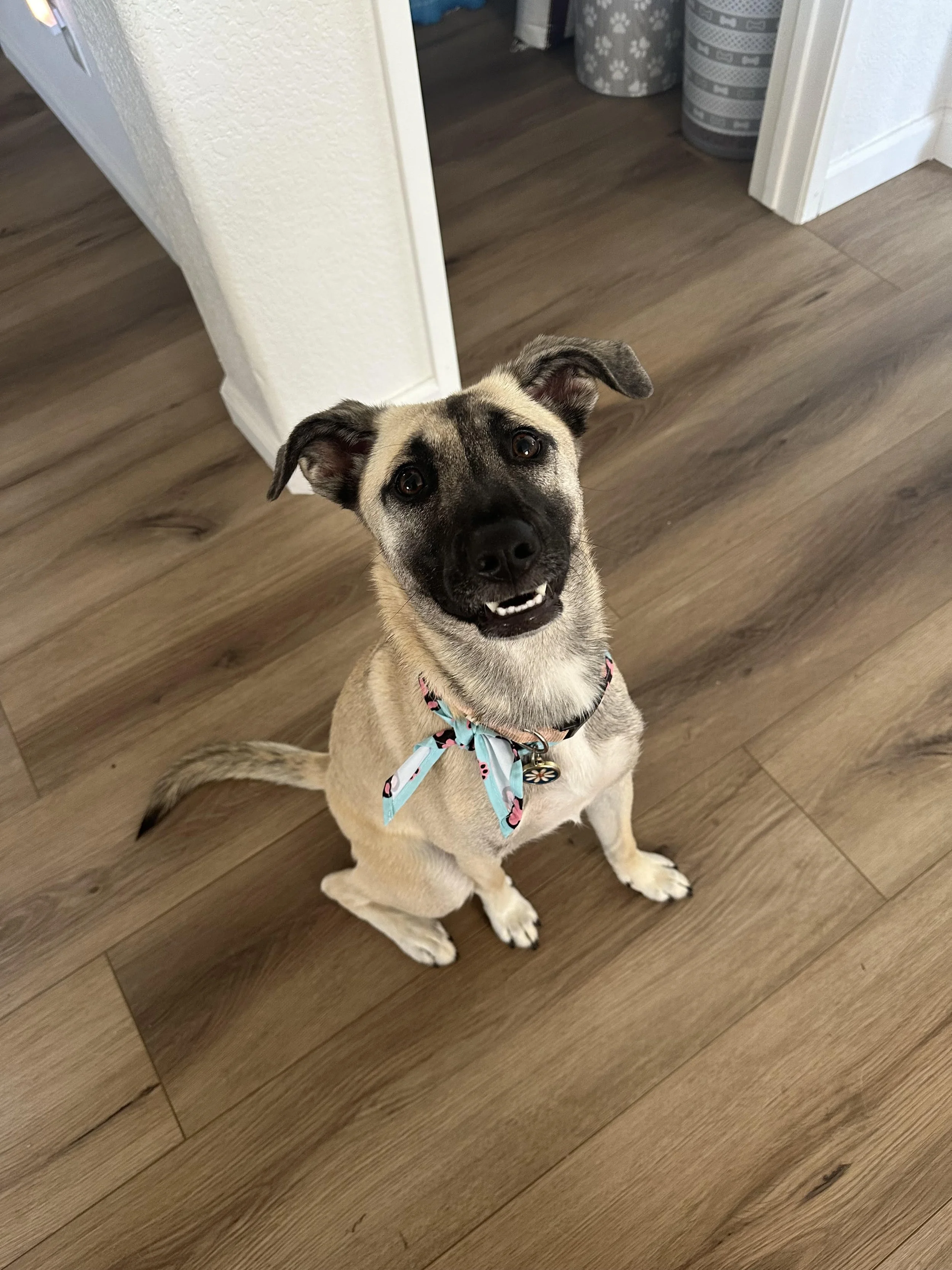 Leia the Belgian Shepherd.jpg