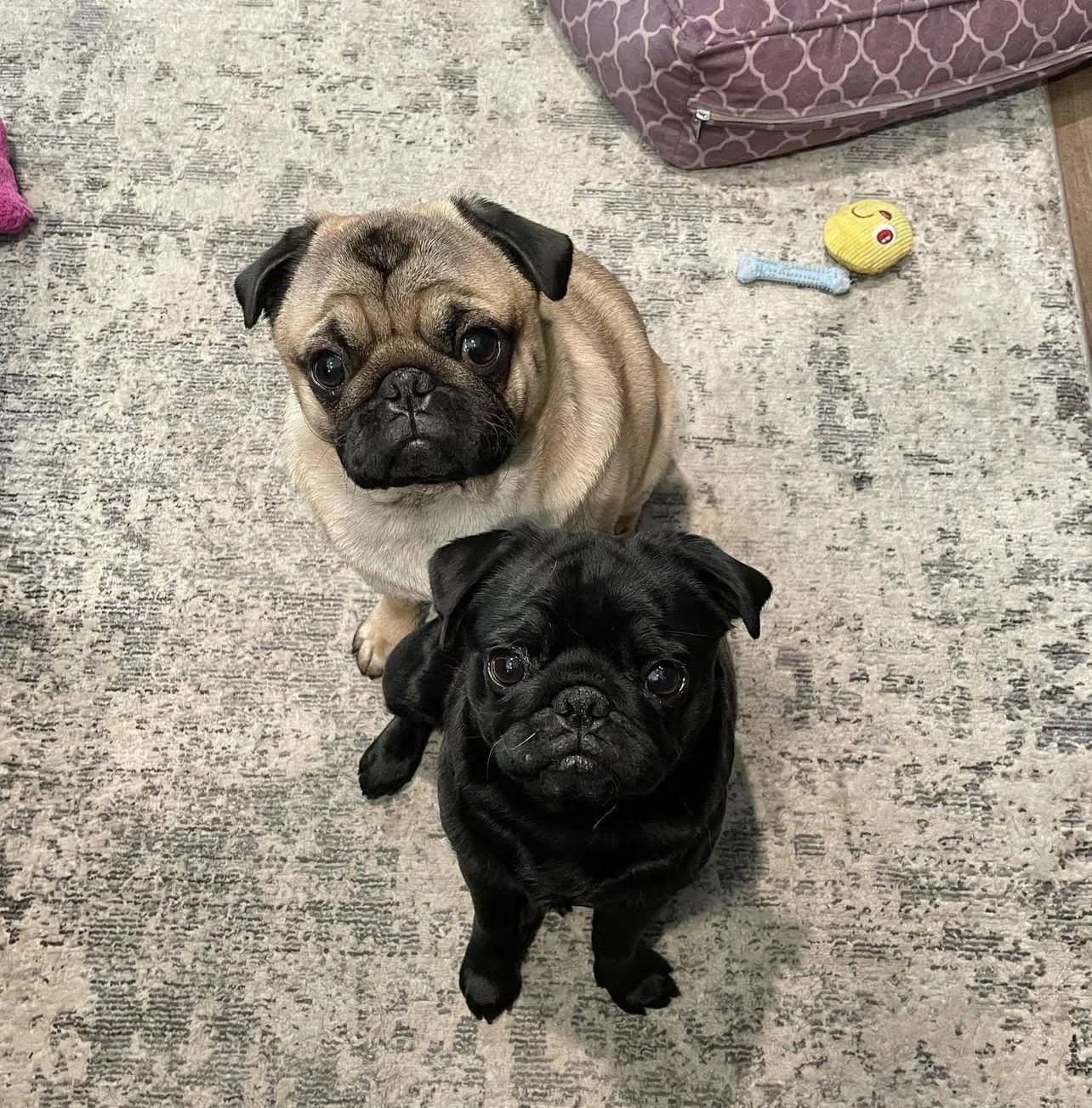 Olive and Skipper.jpeg