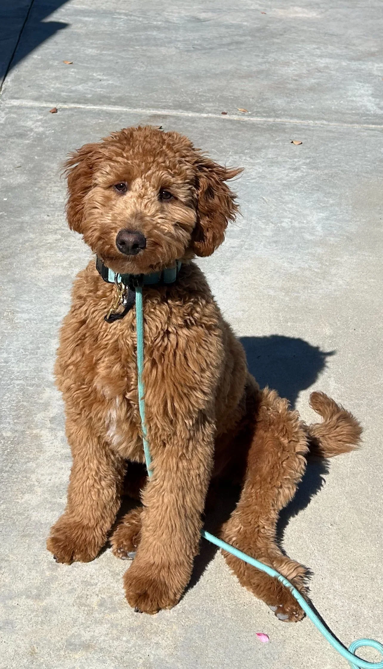 Bear the Golden Doodle.jpg