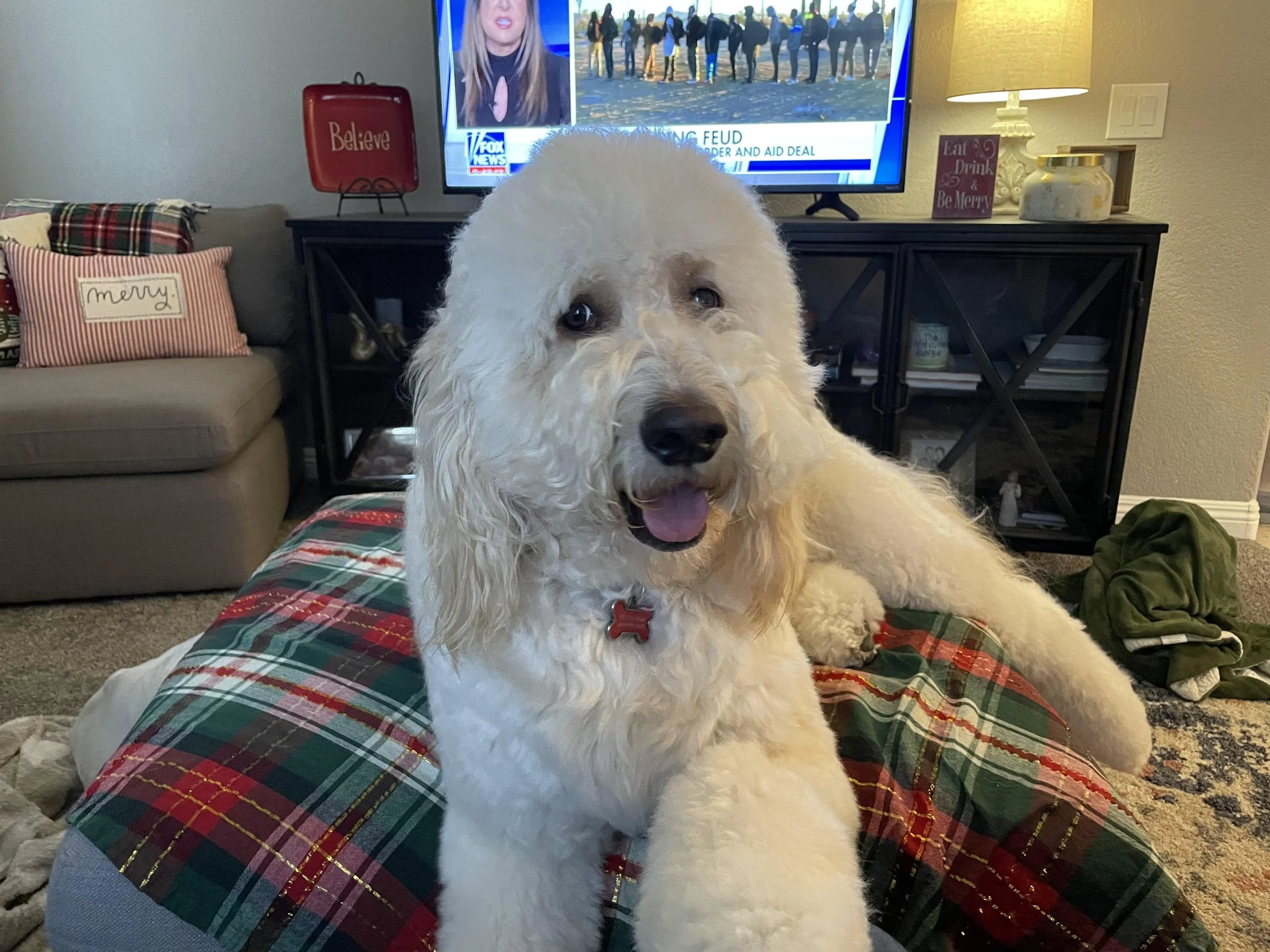 Archie.jpg