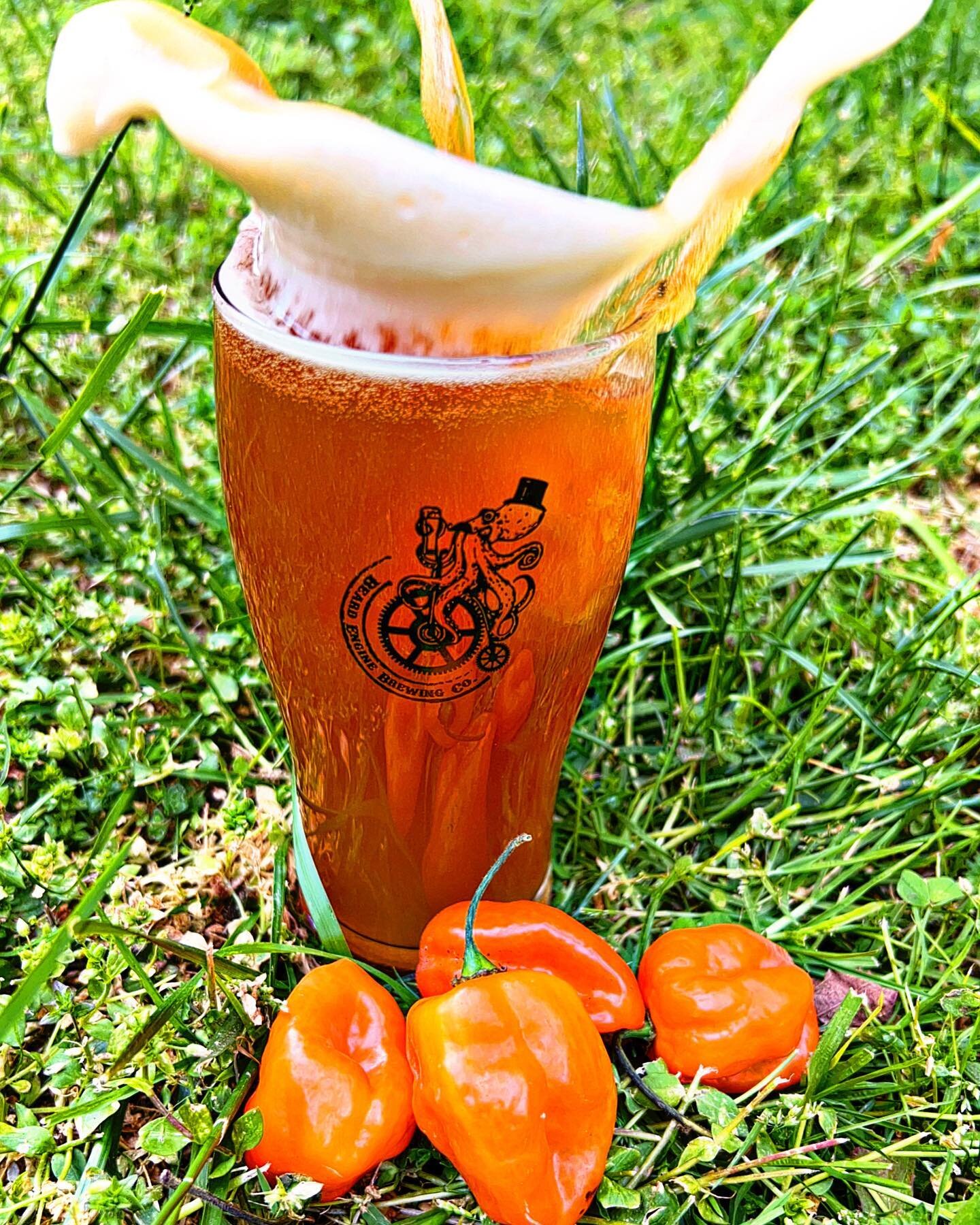 🍻🚨Tomorrow for 🇲🇽Cinco De Mayo 🇲🇽we are tapping a festive firkin🚨🍻

🍑🌶️This Apricot Habanero Amber Ale was bombarded with fresh apricots lending to a rich sweetness and finishes with a bold spice and bright flavour of habaneros and juicy ap