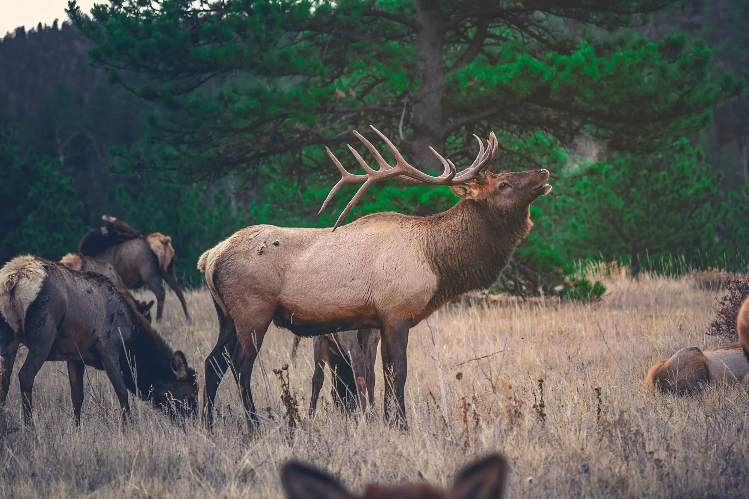 You Don't Need Elk Hunting Gear to Hunt Elk