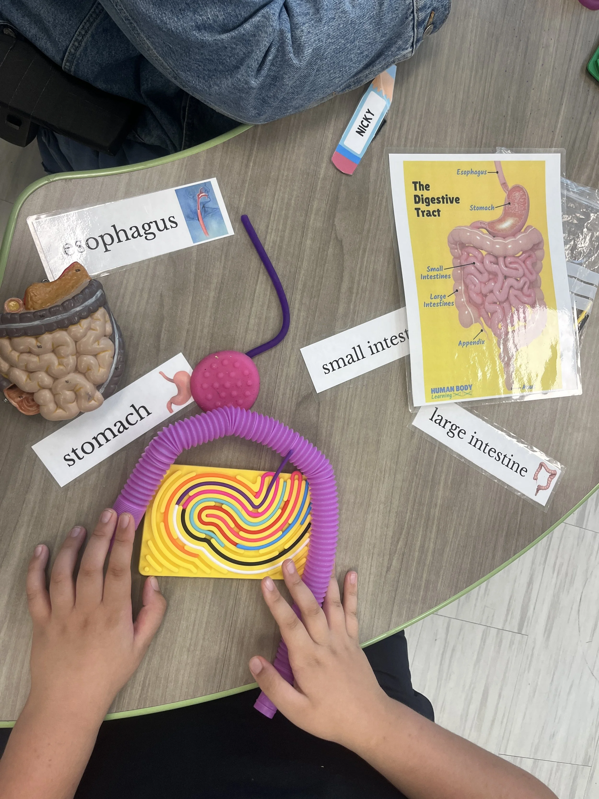 Digestive System.jpeg