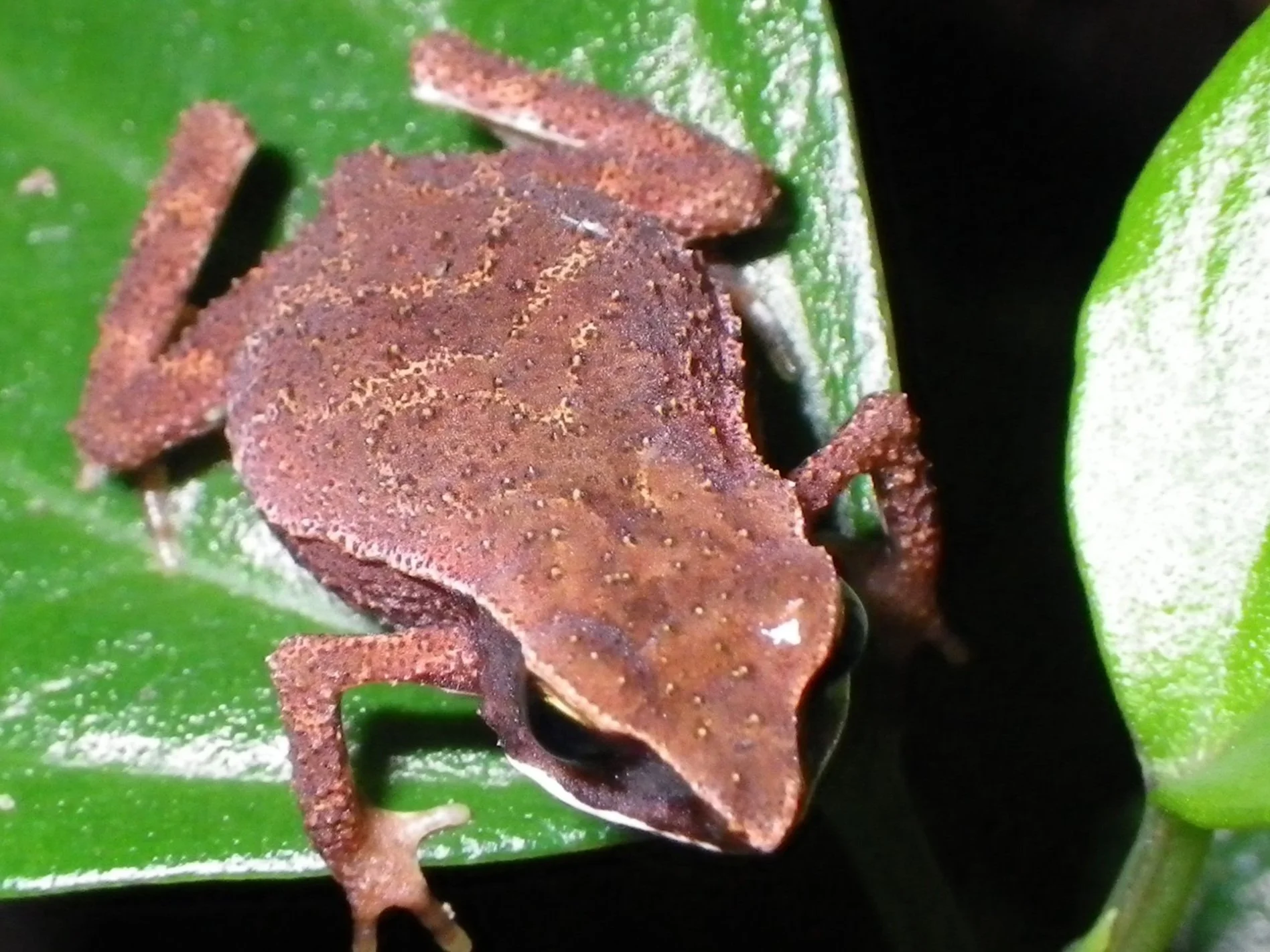 Nectophrynoides wendyae by Hamidu Seki