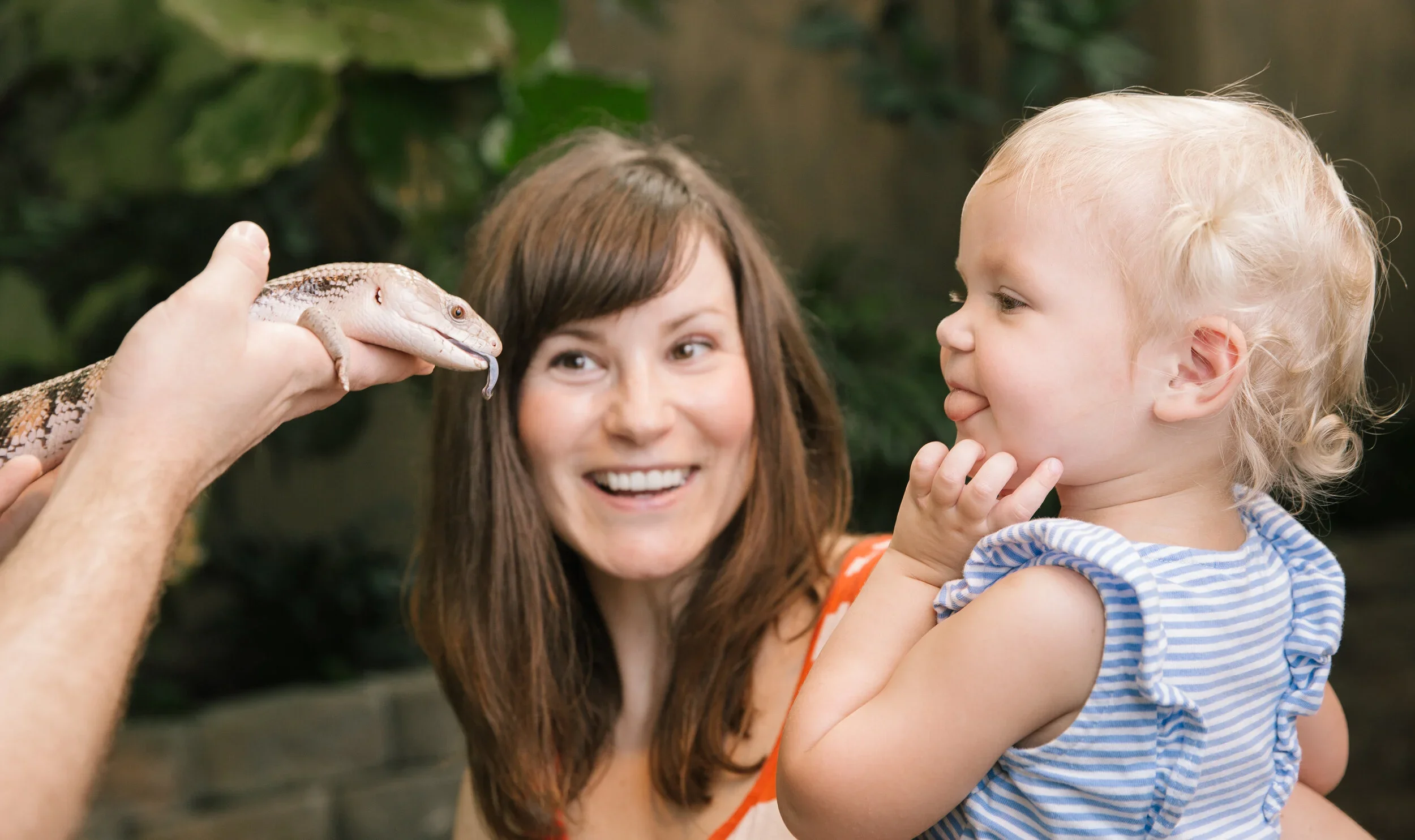 A mother holding infant daughter as they view a blue tongue skink up close, the infant is sticking her tongue out to mirror the skink