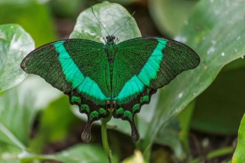 Banded peacock butterfly