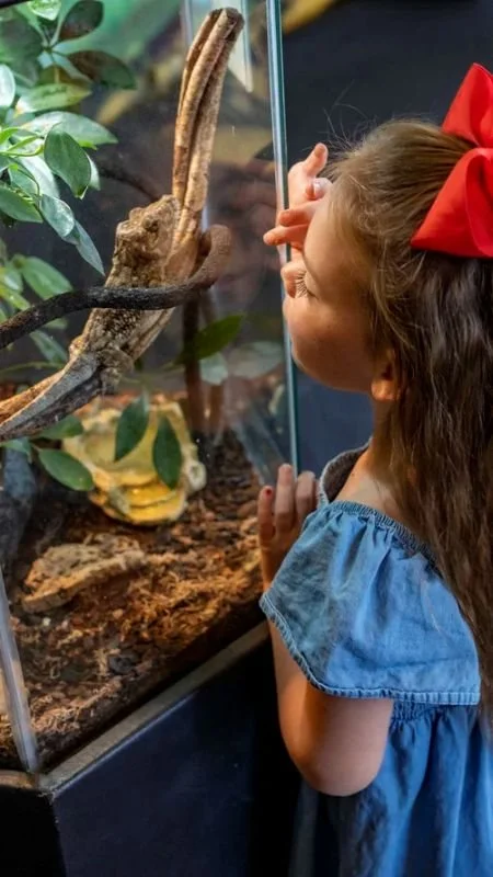 Young girl in red bow pointing into the glass enclosure in the reptile room