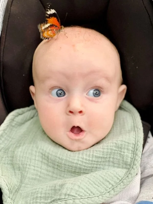 Baby with a butterfly on its head and surprised expression
