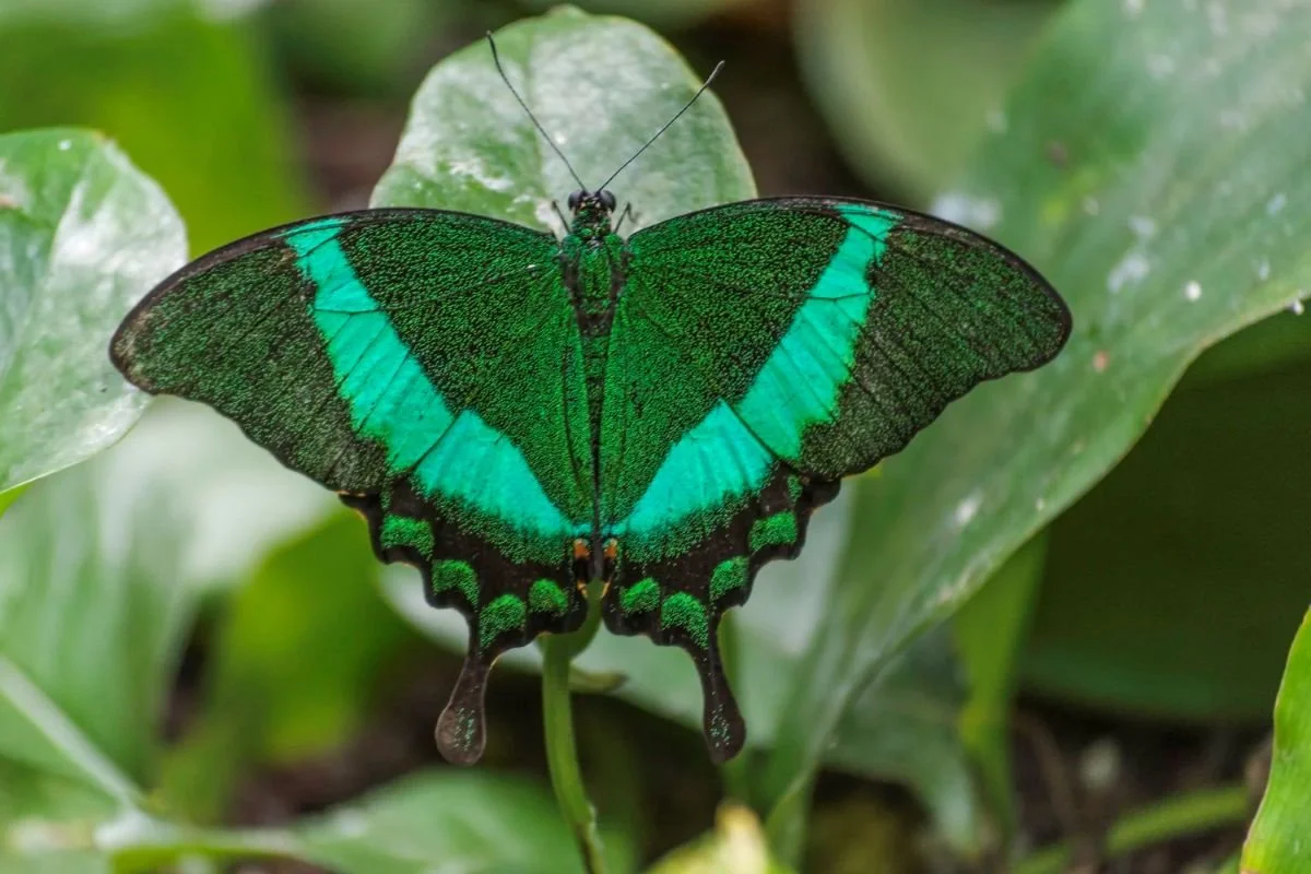 Banded peacock butterfly on foliage