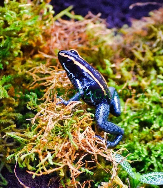 blue poison dart frog