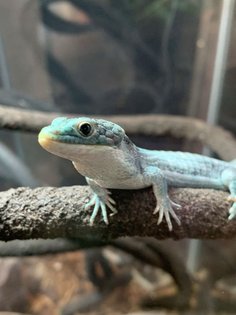 Alligator Lizard on branch