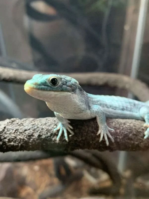 Alligator Lizard on branch