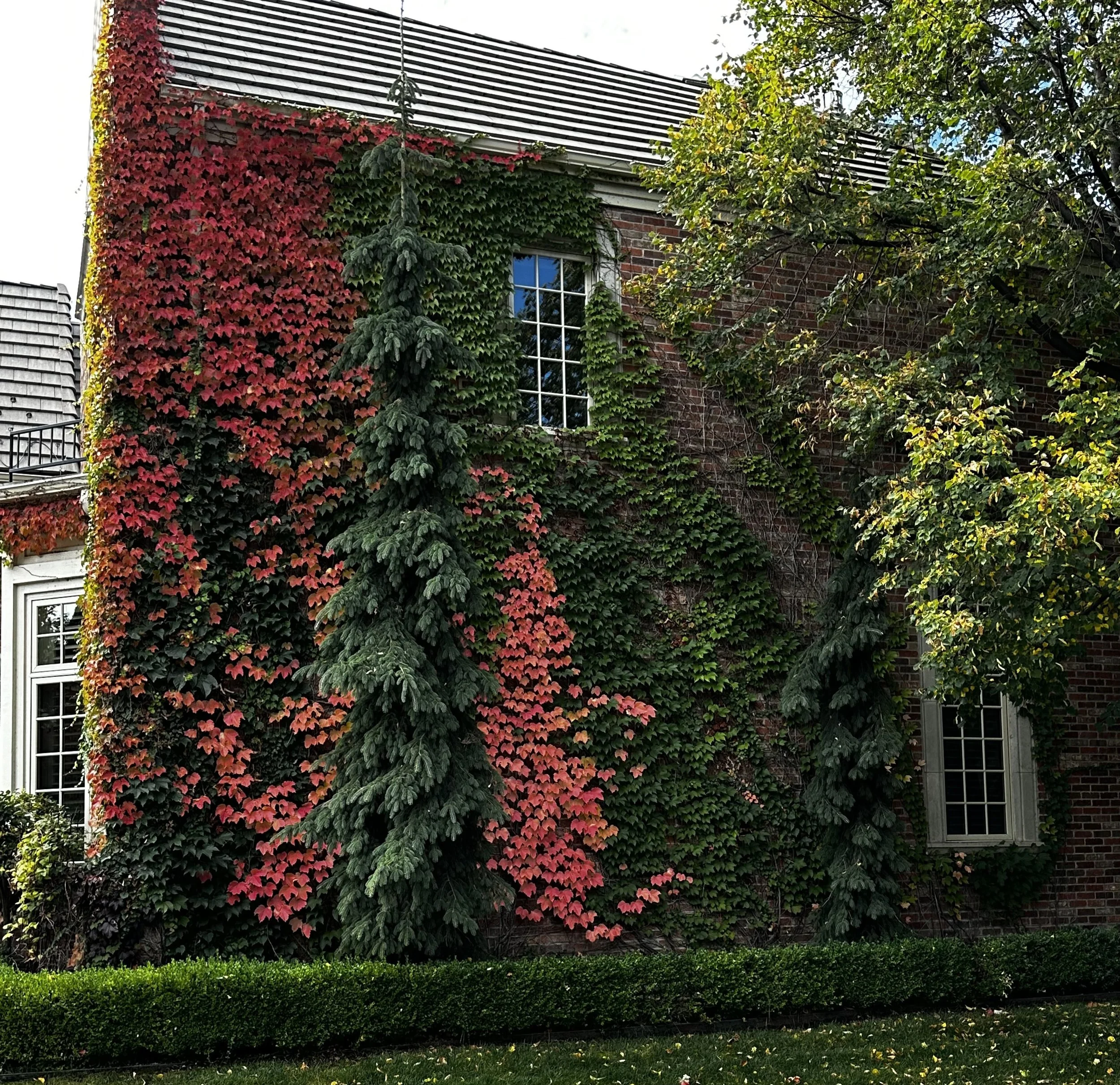 Trees.jpg