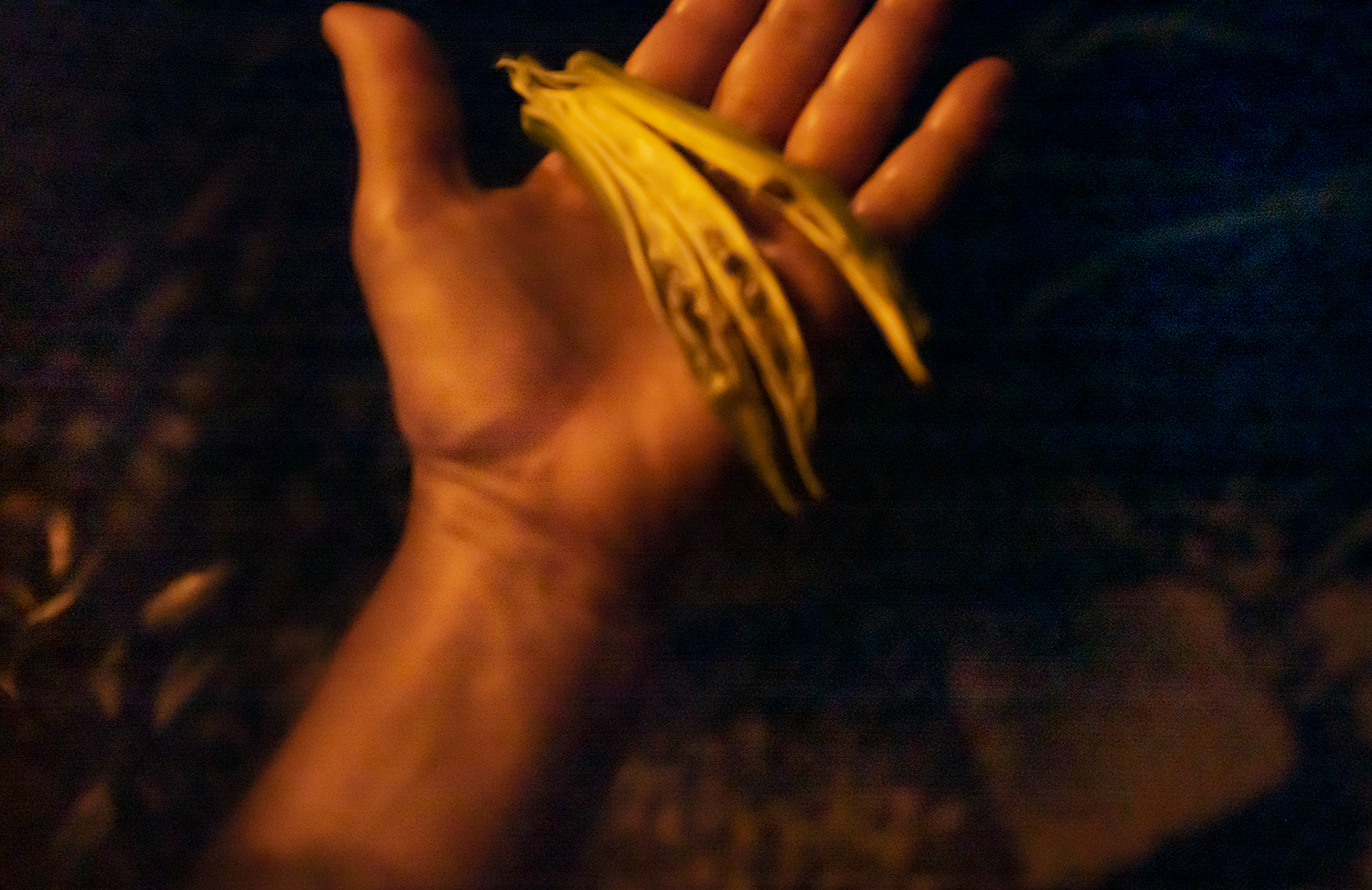 Hand and Okra seeds.png