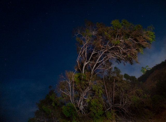 eucalyptus tree.jpg