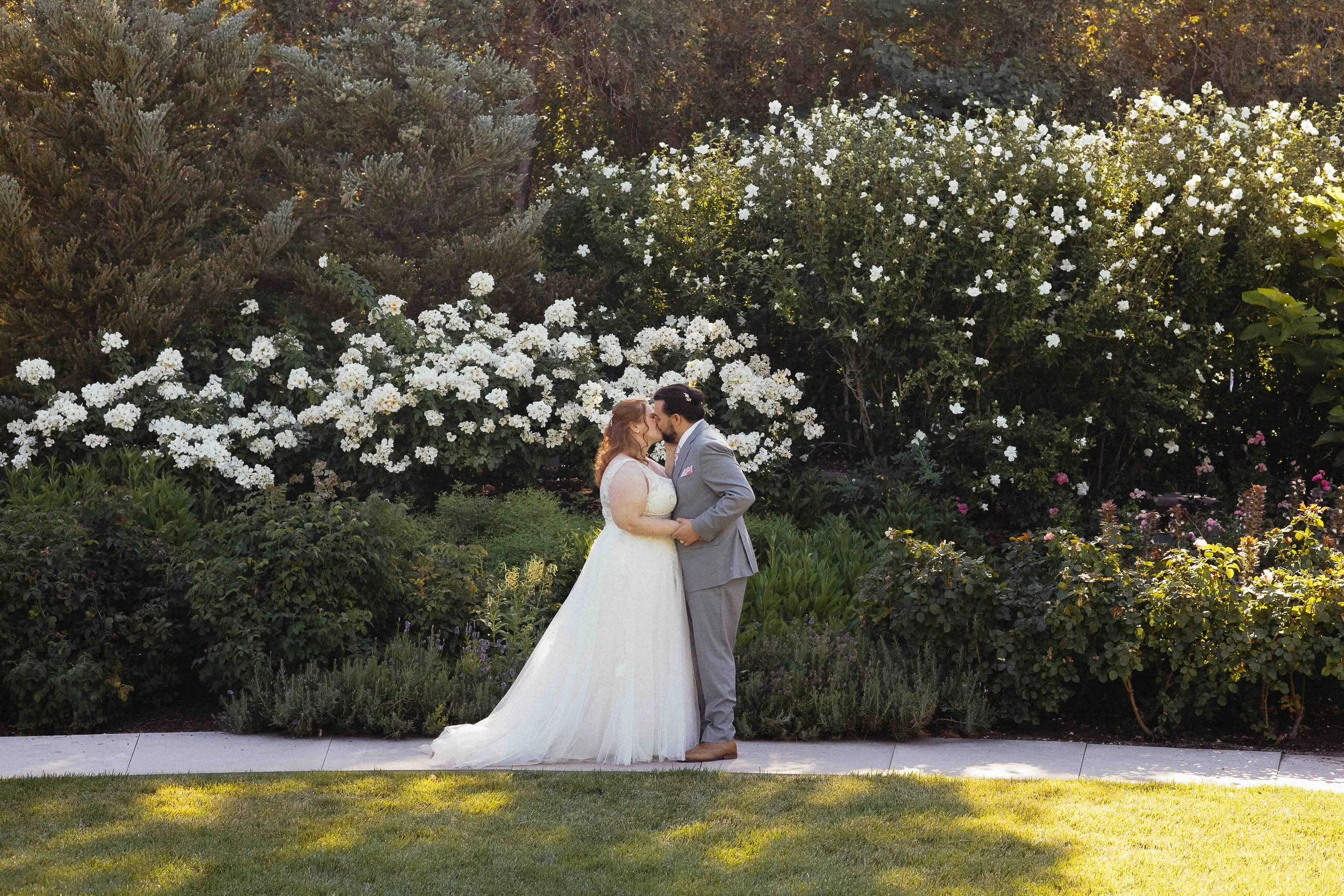 Bridal couple kissing in front of white rose bushes.