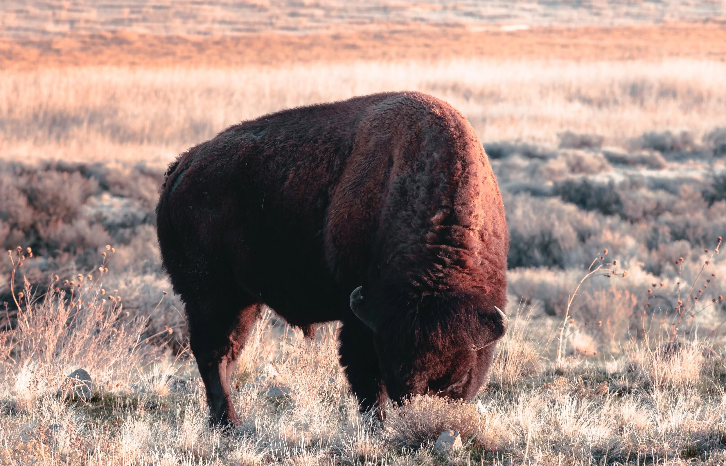 Close up of a bison