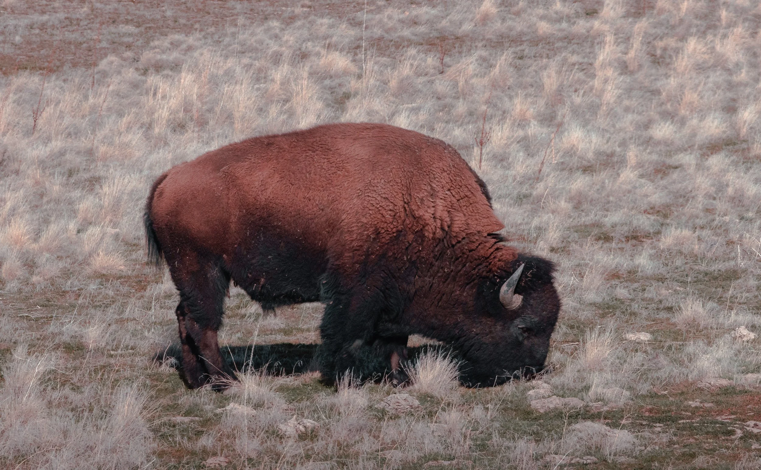 Close up of a bison