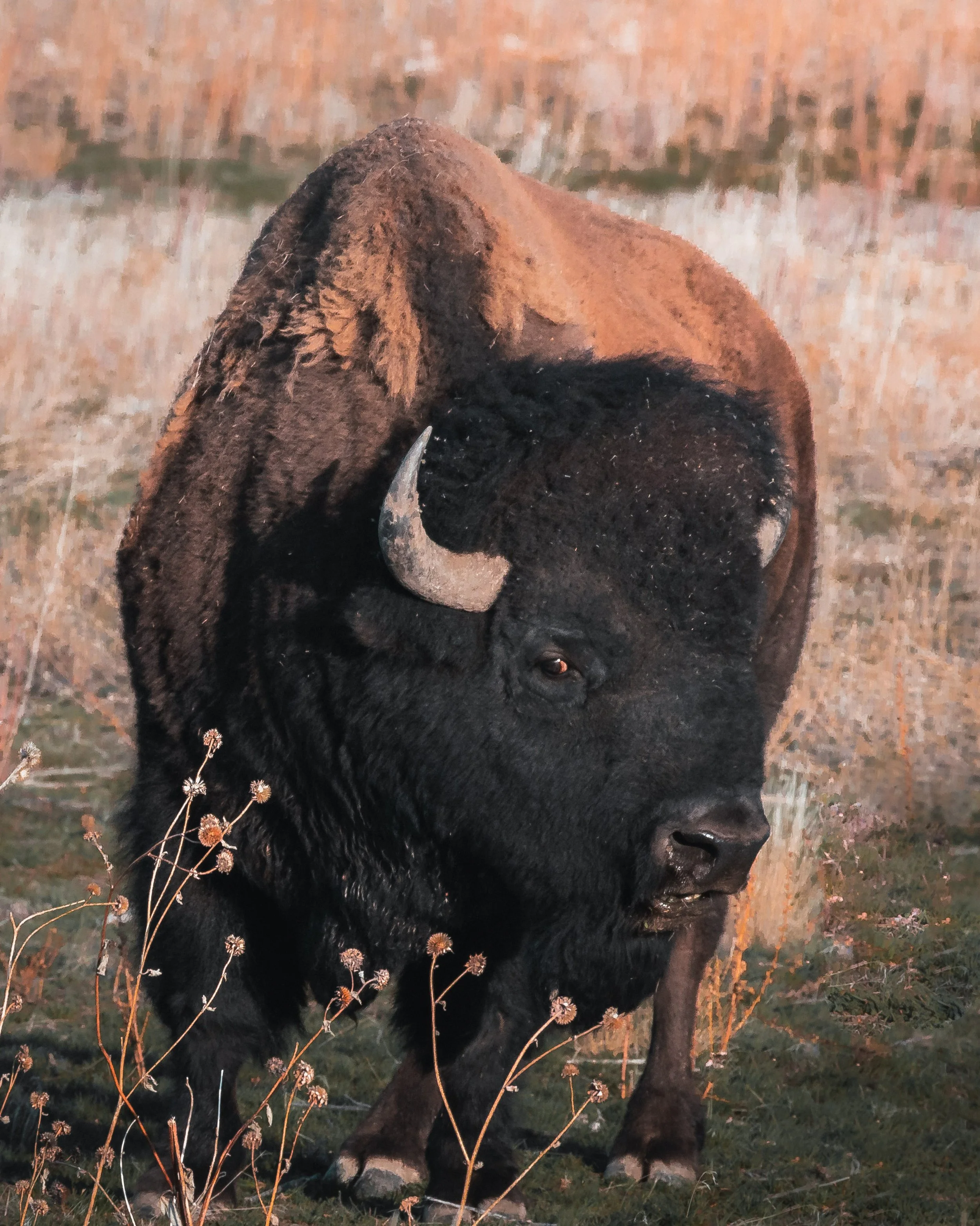 Close up of a bison