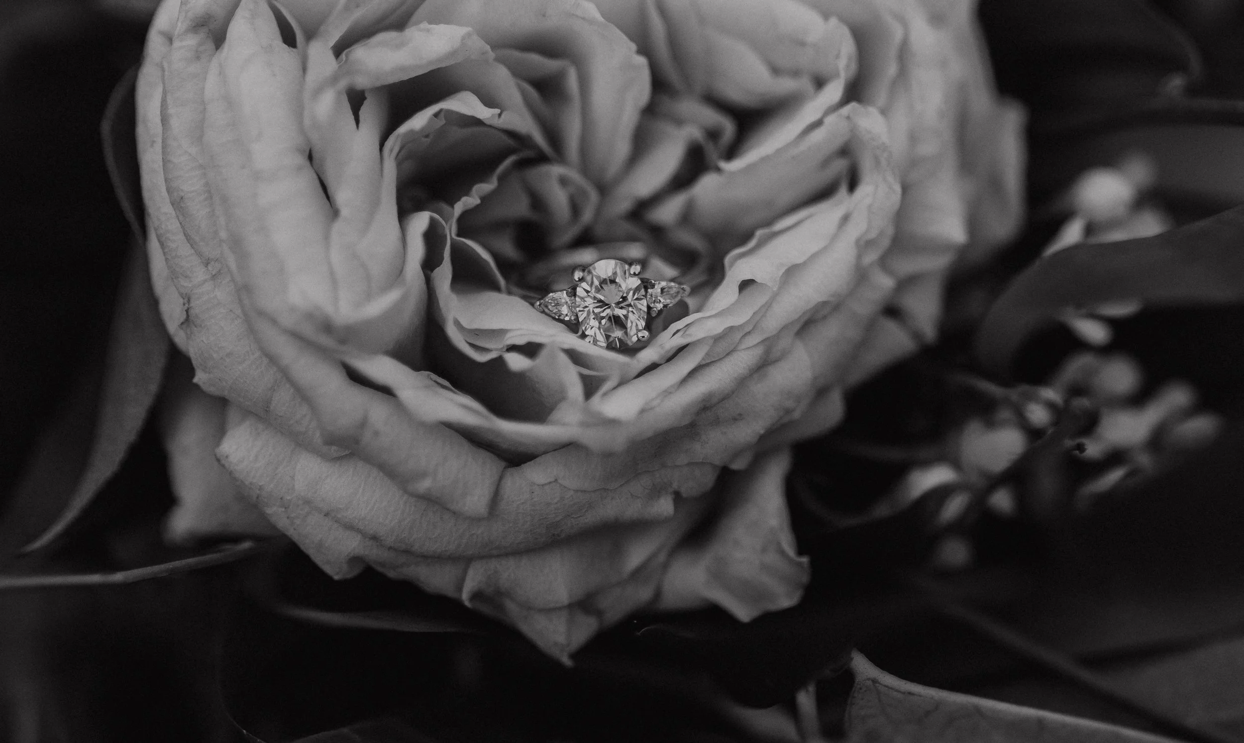 Ring resting in a rose