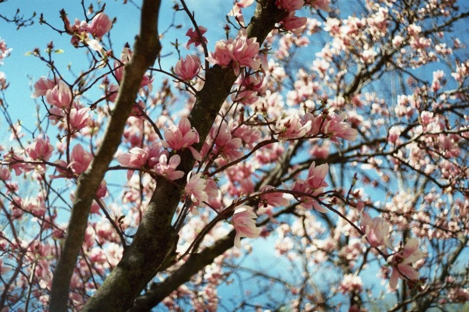 Cherry blossoms in a tree