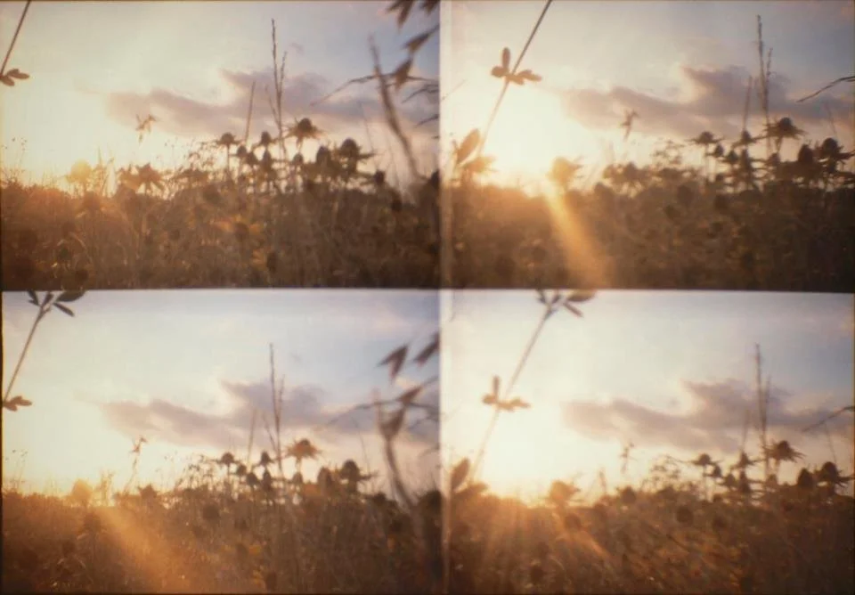 Four images of wildflowers in the sunset