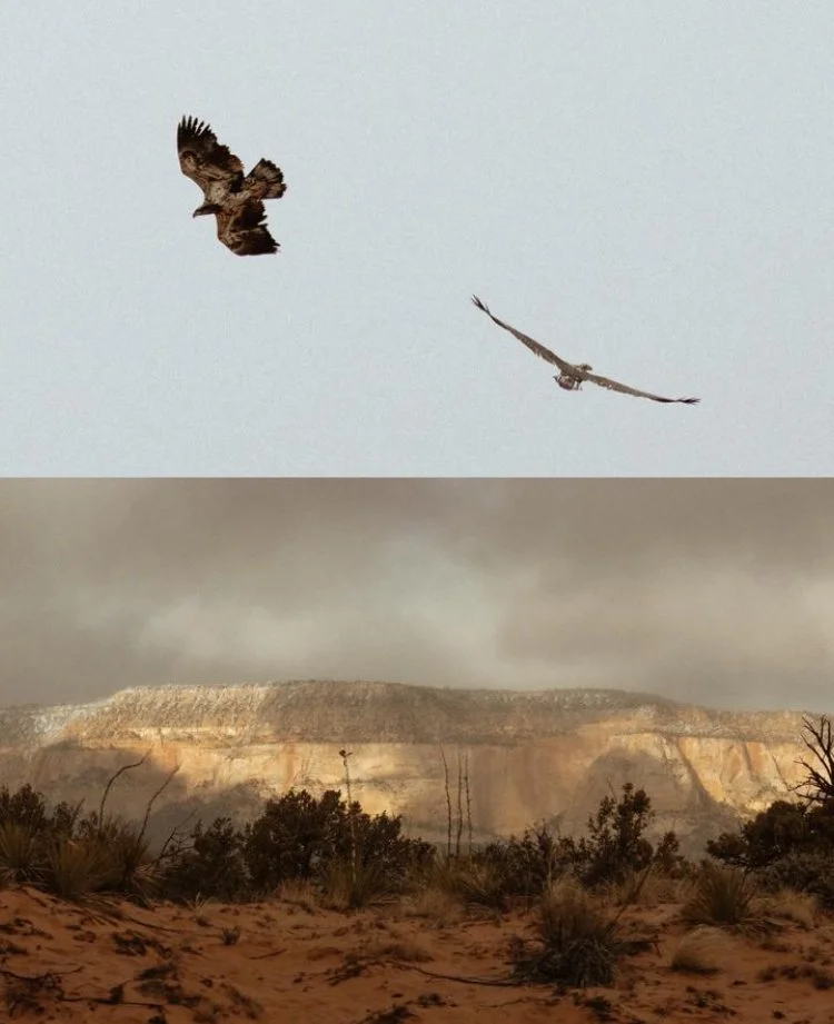 Two birds in flight with a mountain in the background