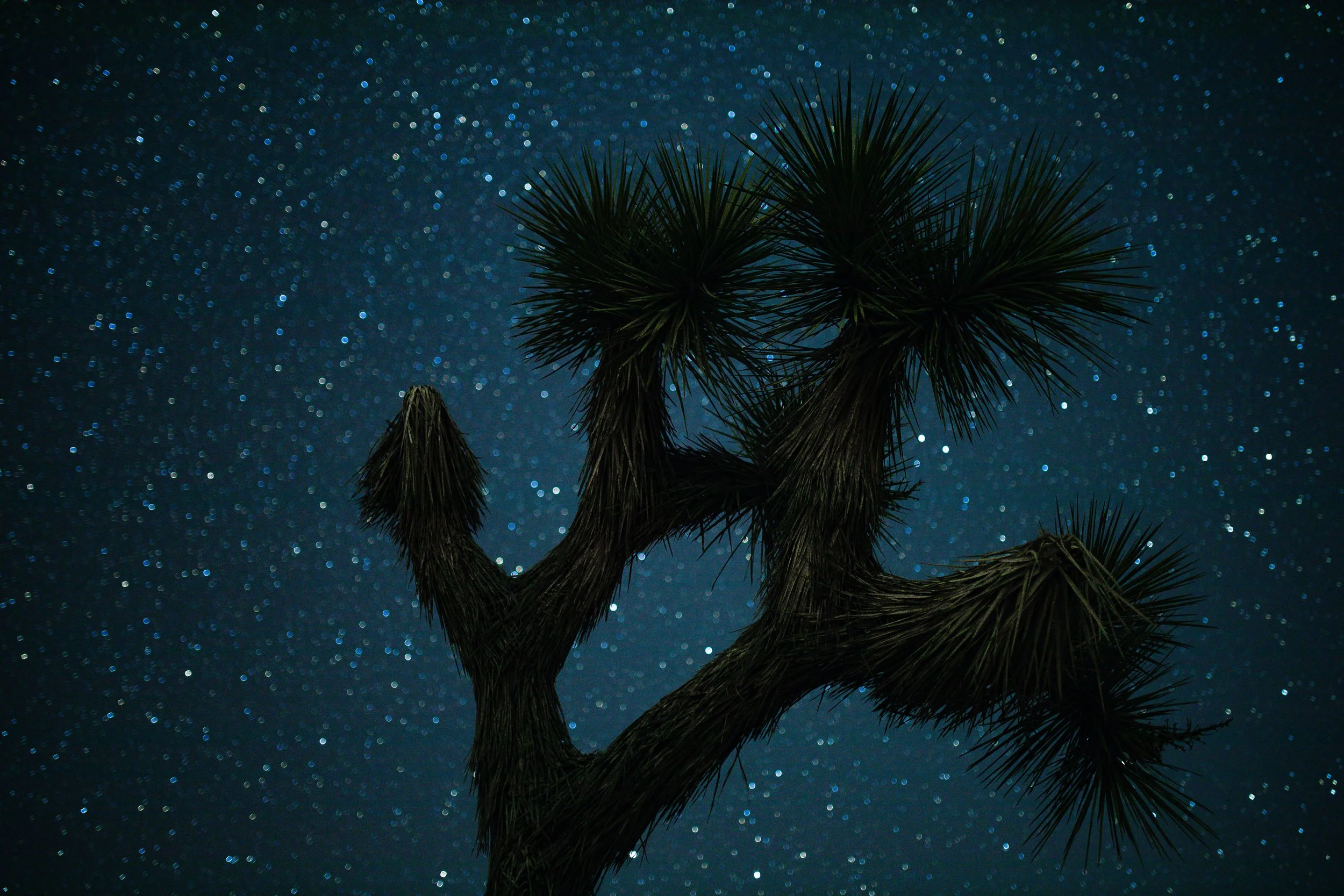 Joshua Tree in front of night sky and stars