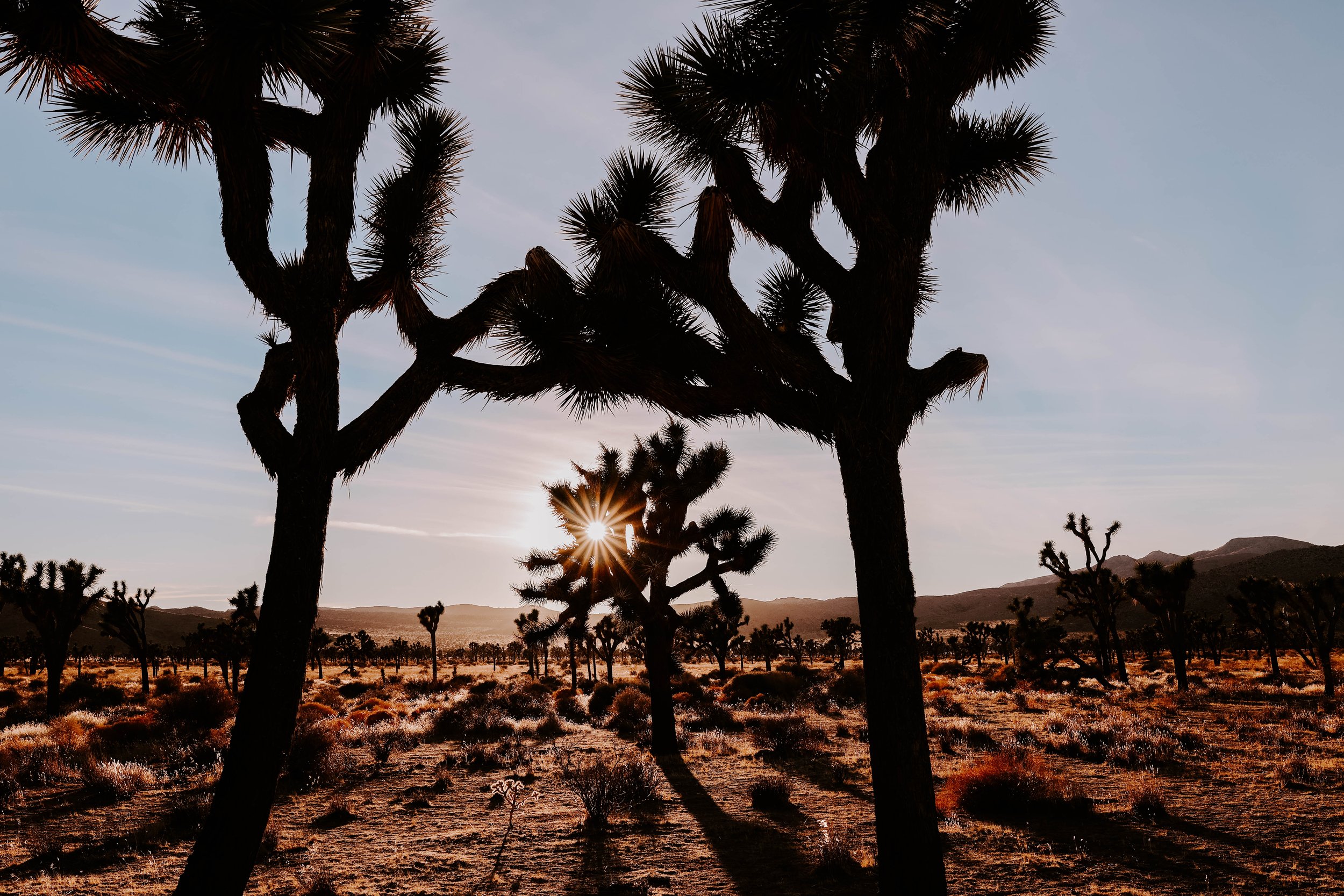 Joshua trees in front of sunset