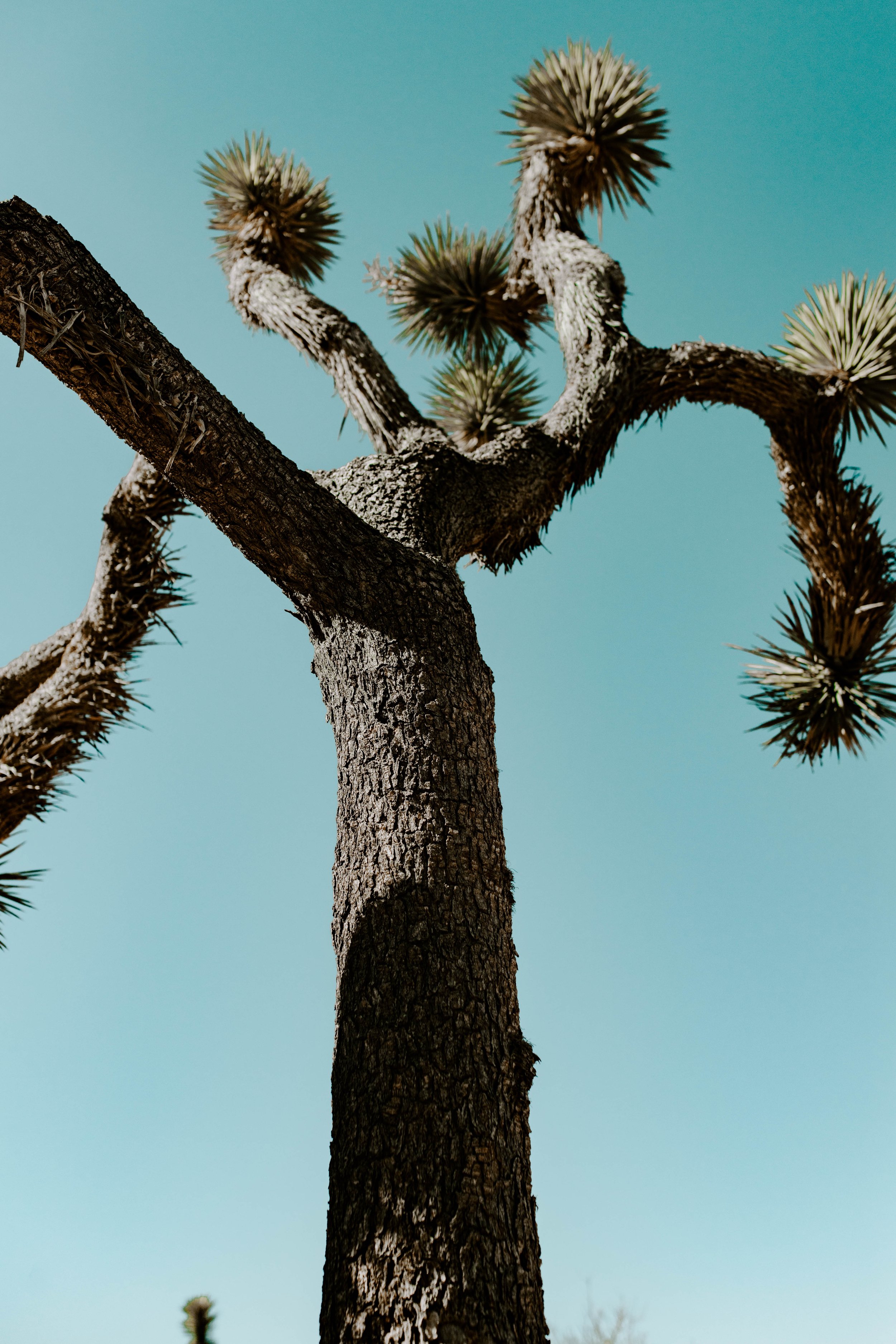 Joshua Tree in front of teal sky