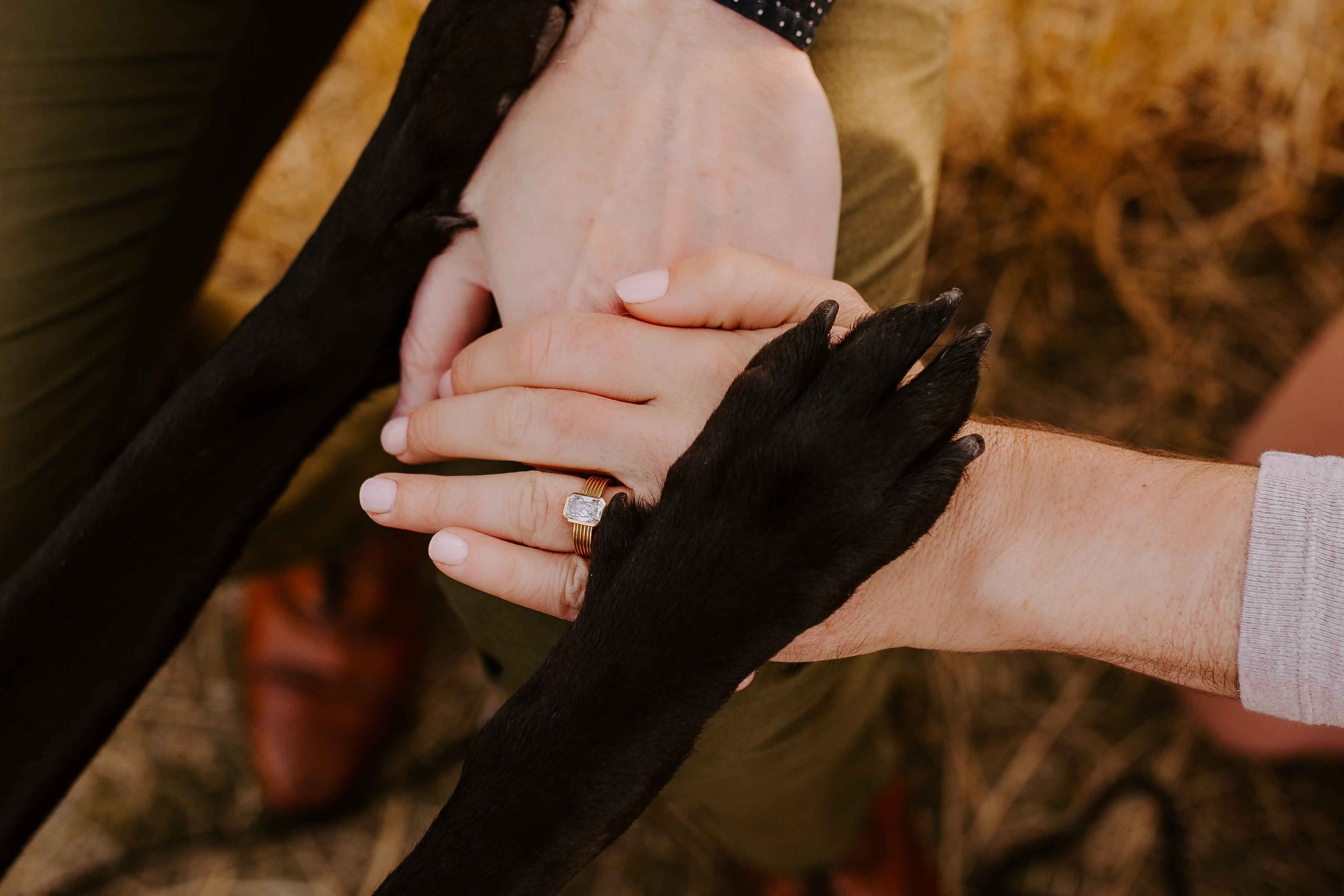 Hands touching dog paws