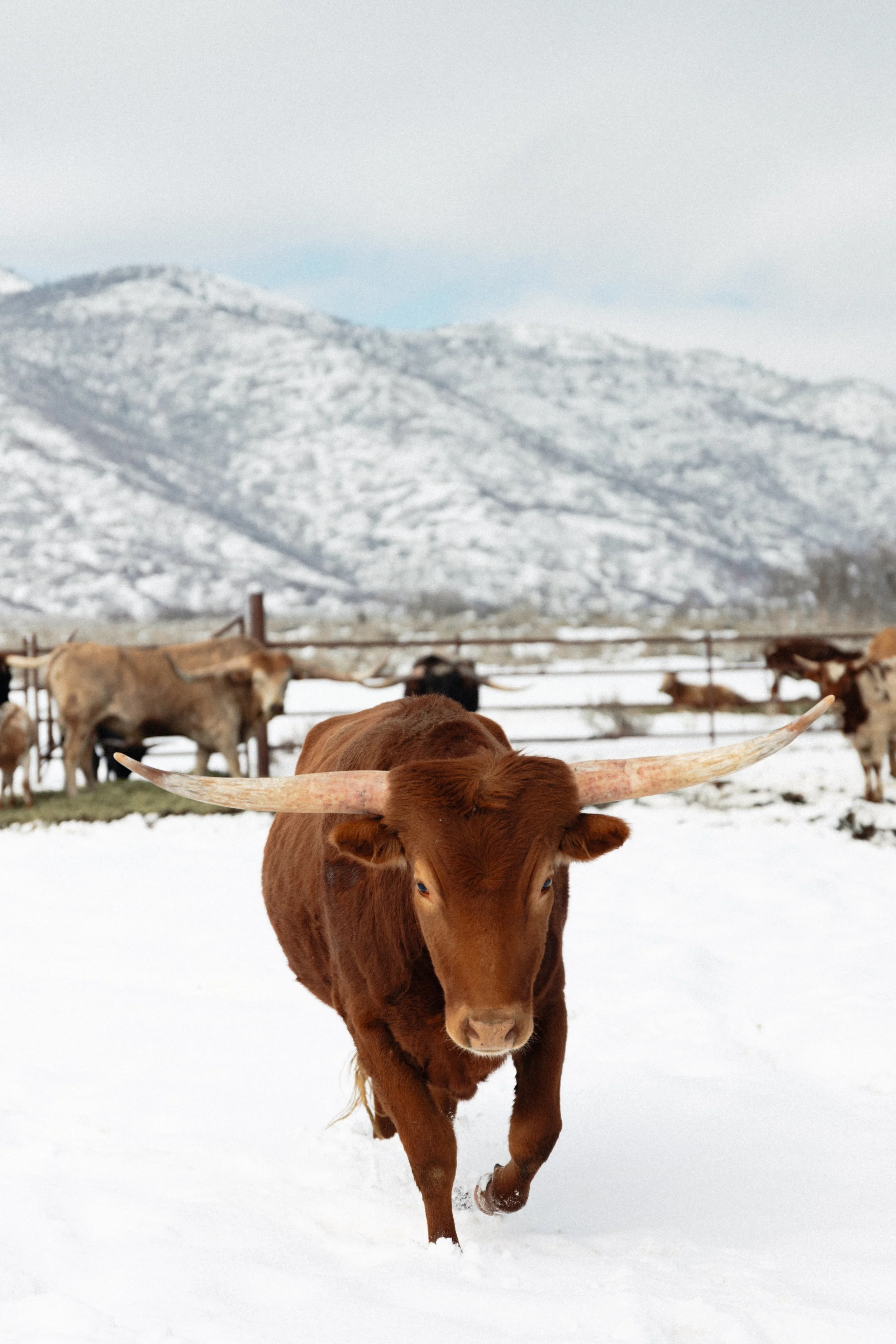 Long horned cow standing in snow