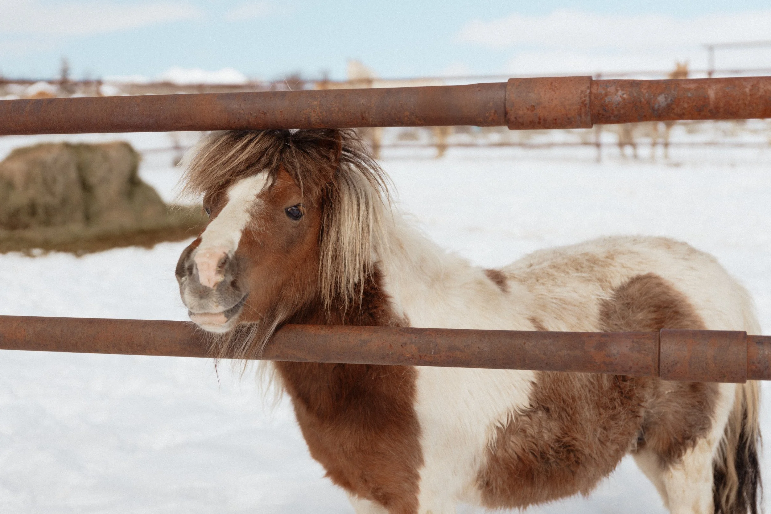 Pony looking through fence