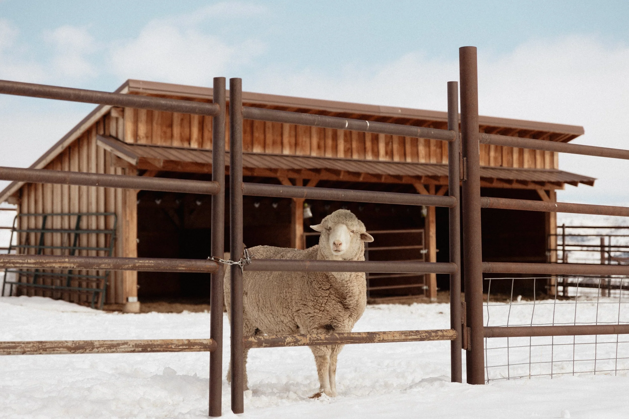 Sheep looking through fence