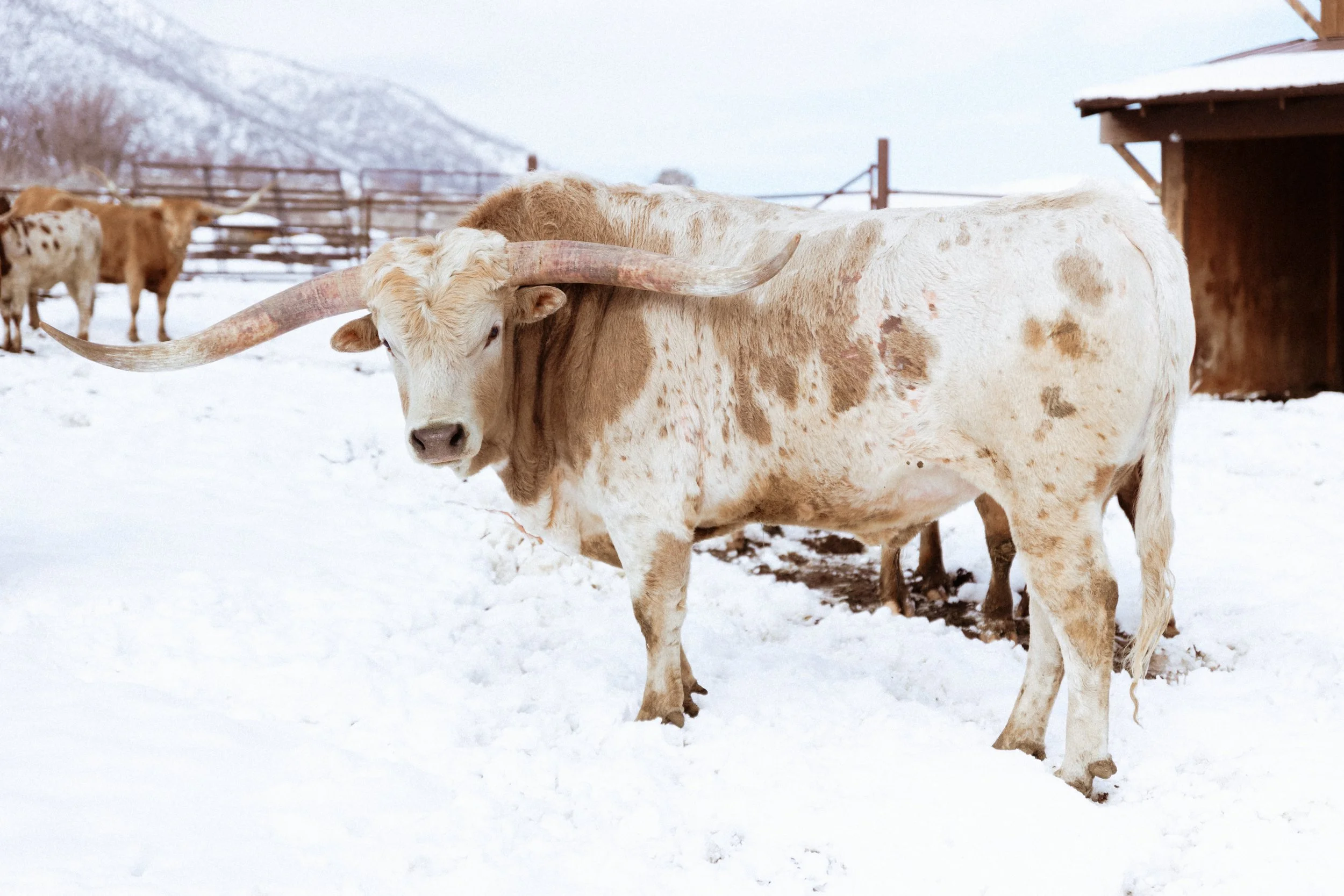 Long horned cow in the snow