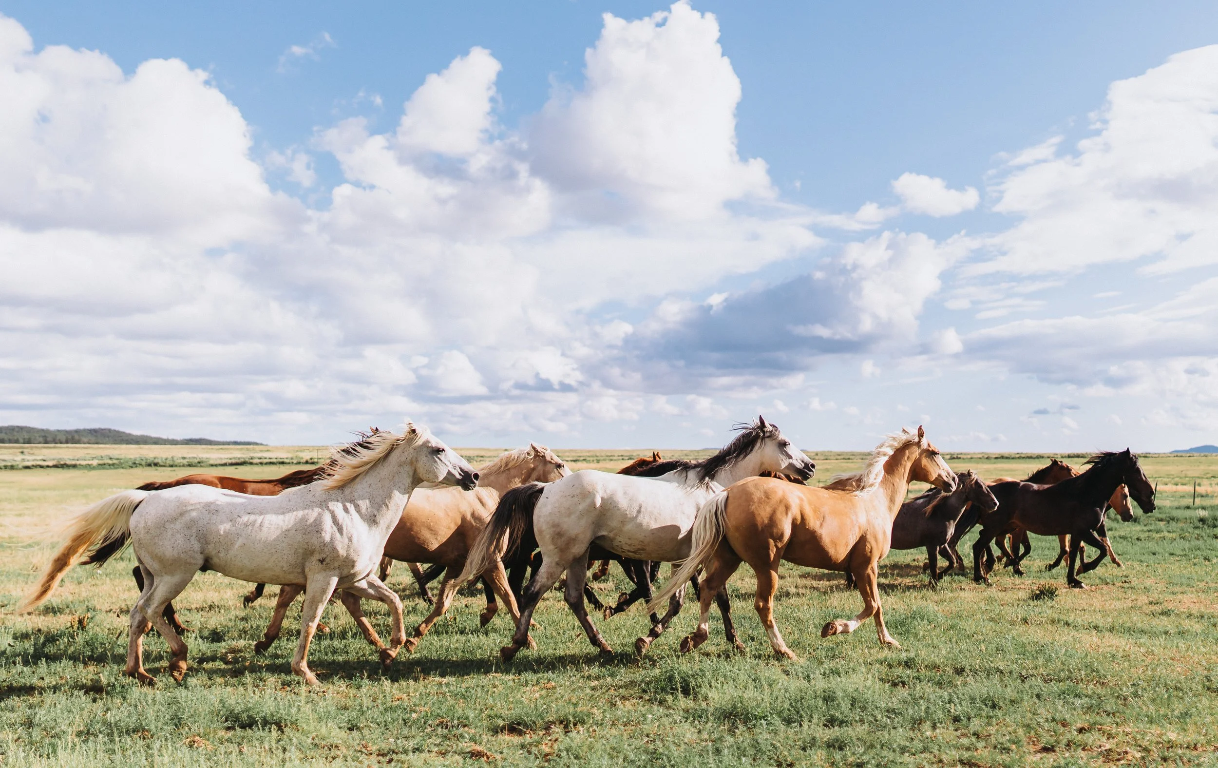 Horses running through field with blue sky in the background