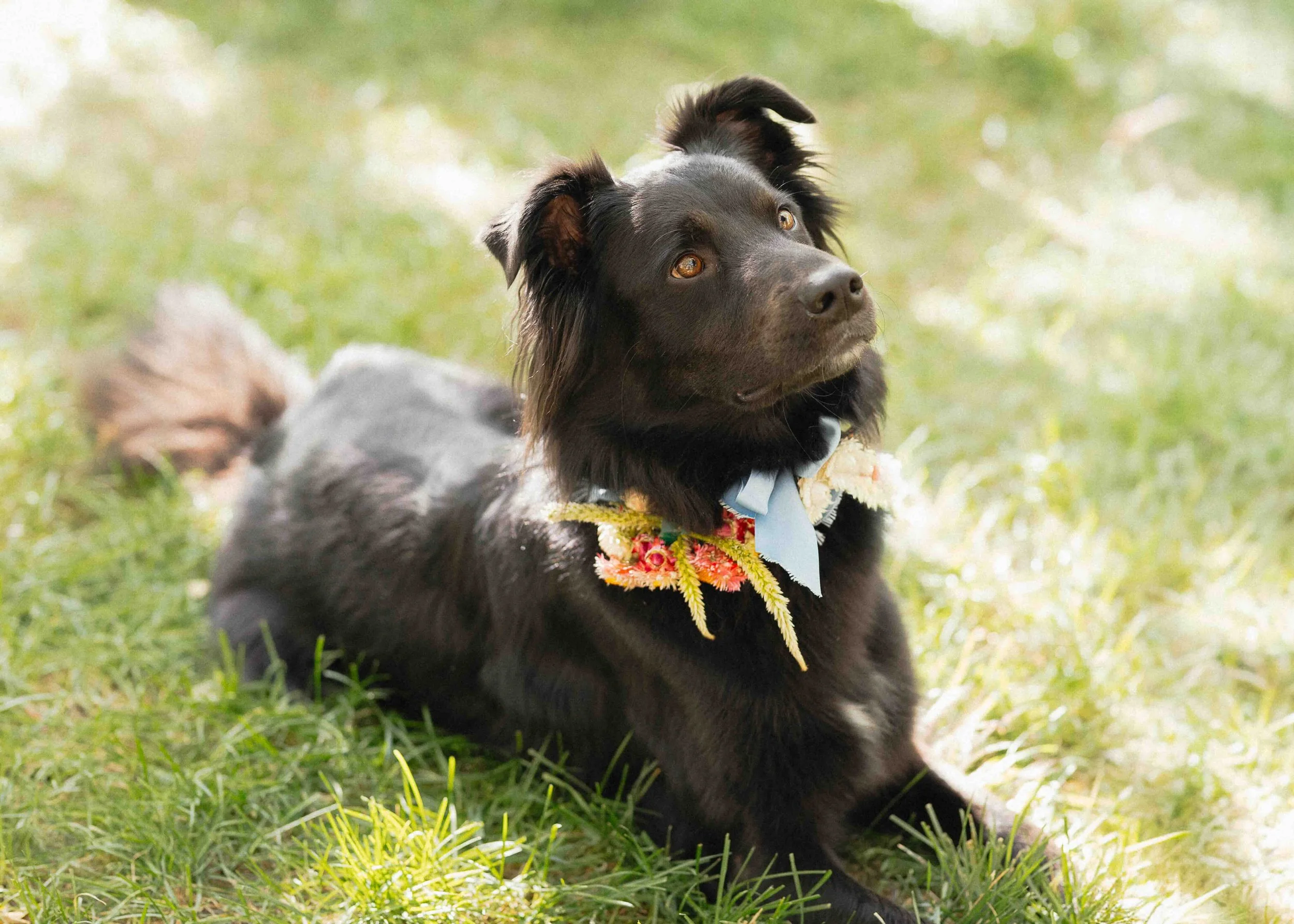 black Dog with floral arrangement on its' collar.