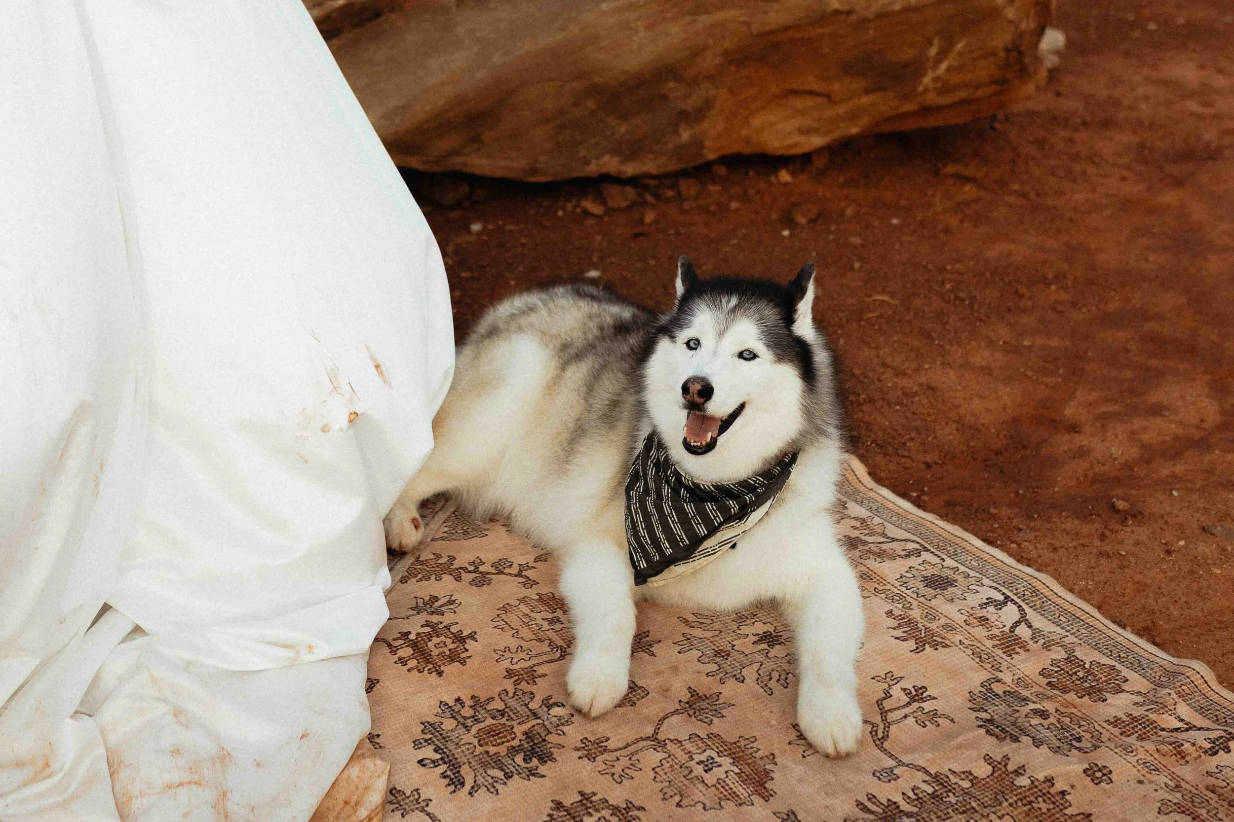 A husky dog laying on a desert rug sitting beside a bride's dress in the desert.