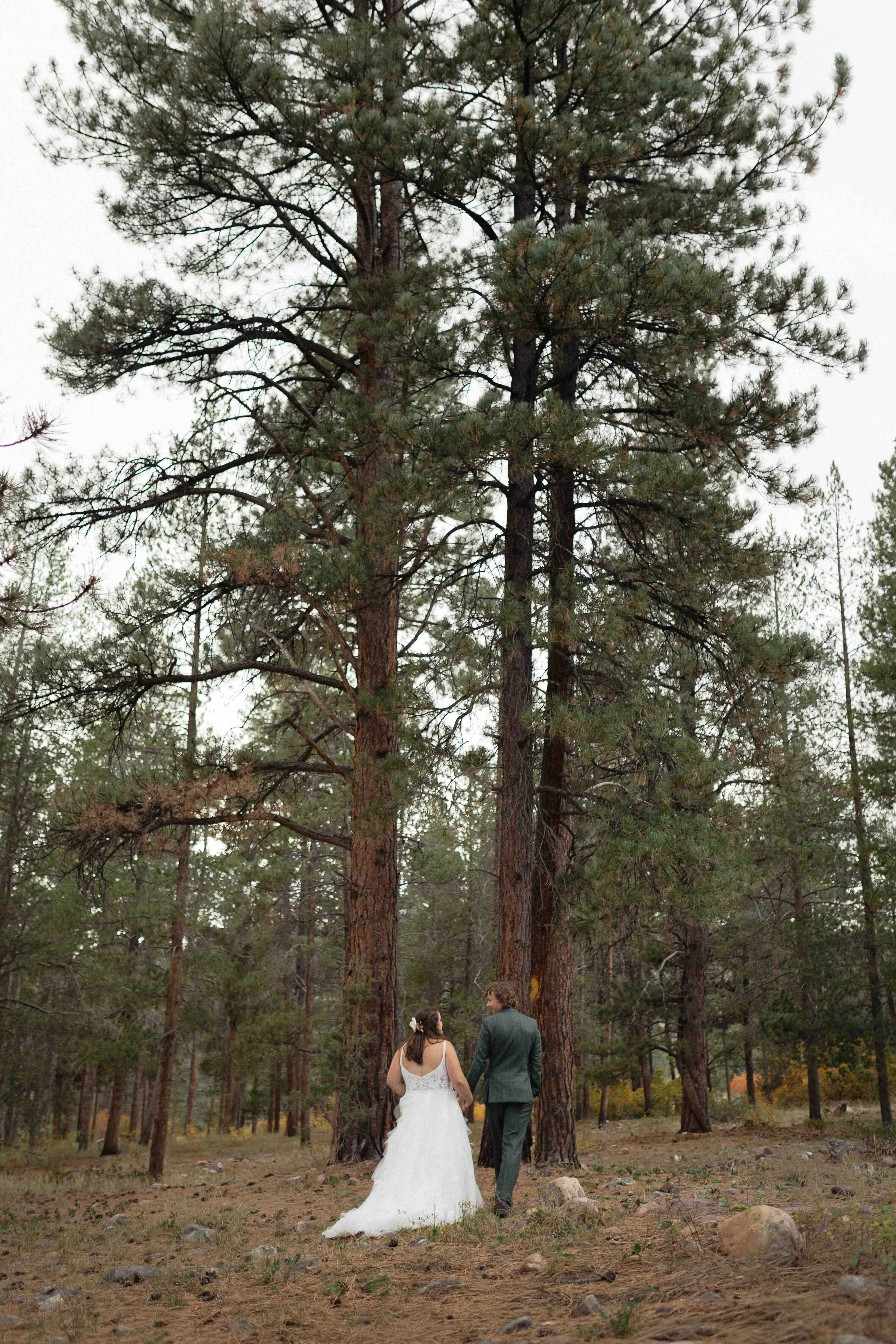 A bride and groom walking towards the pine trees.