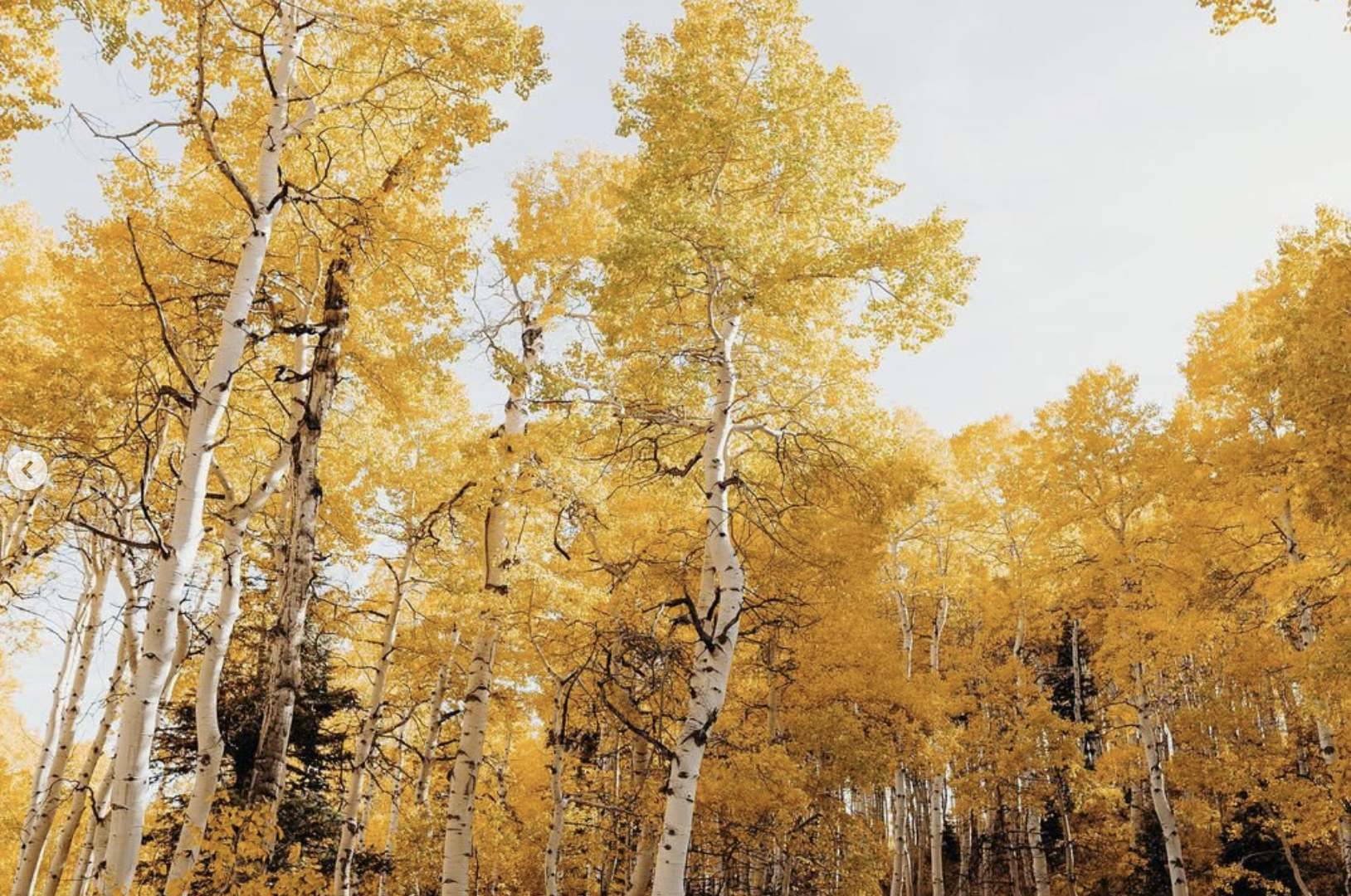 yellow aspen trees