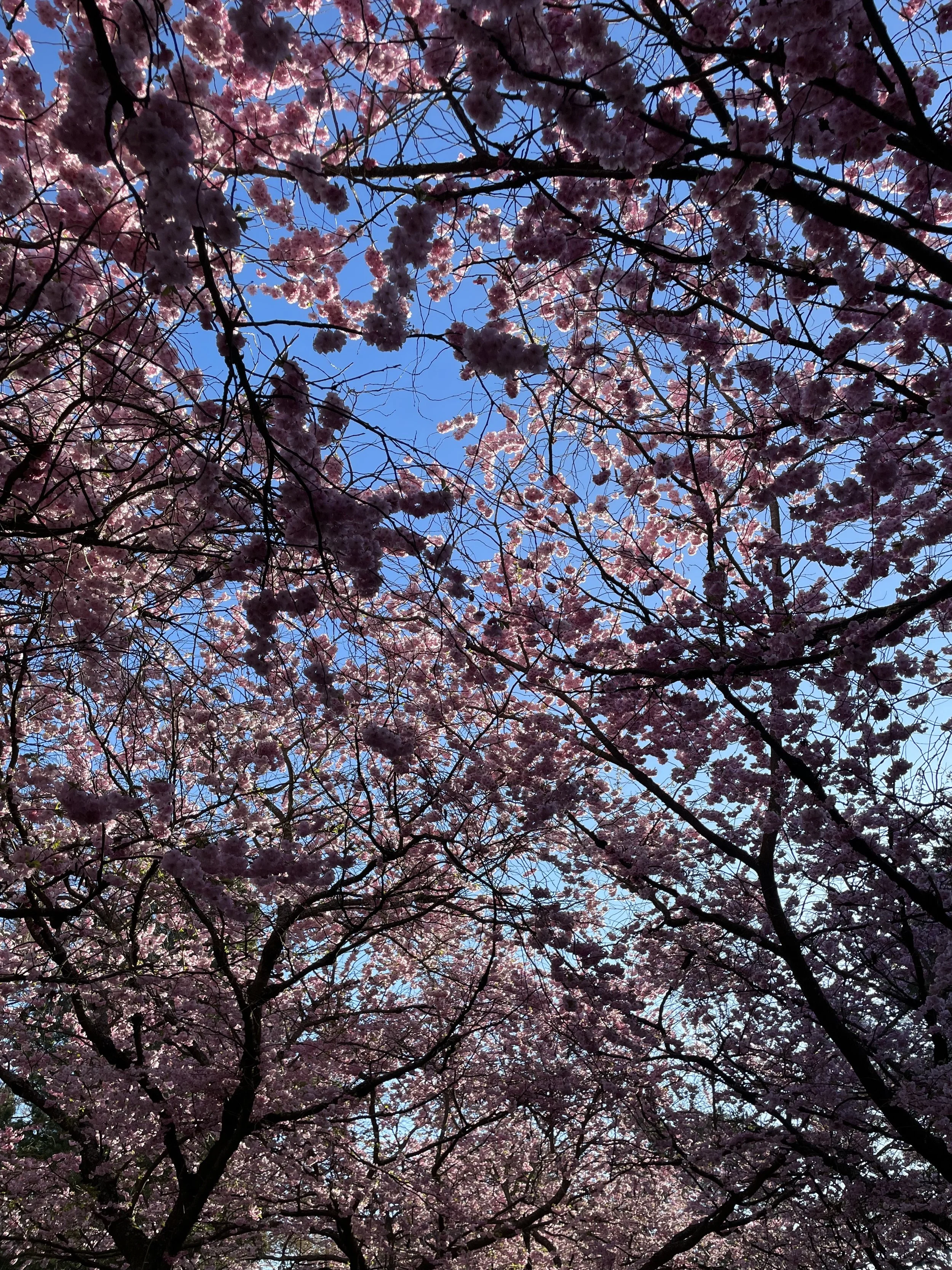 cherry blossoms